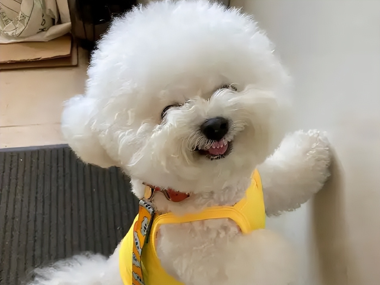 比熊犬怎麼挑選