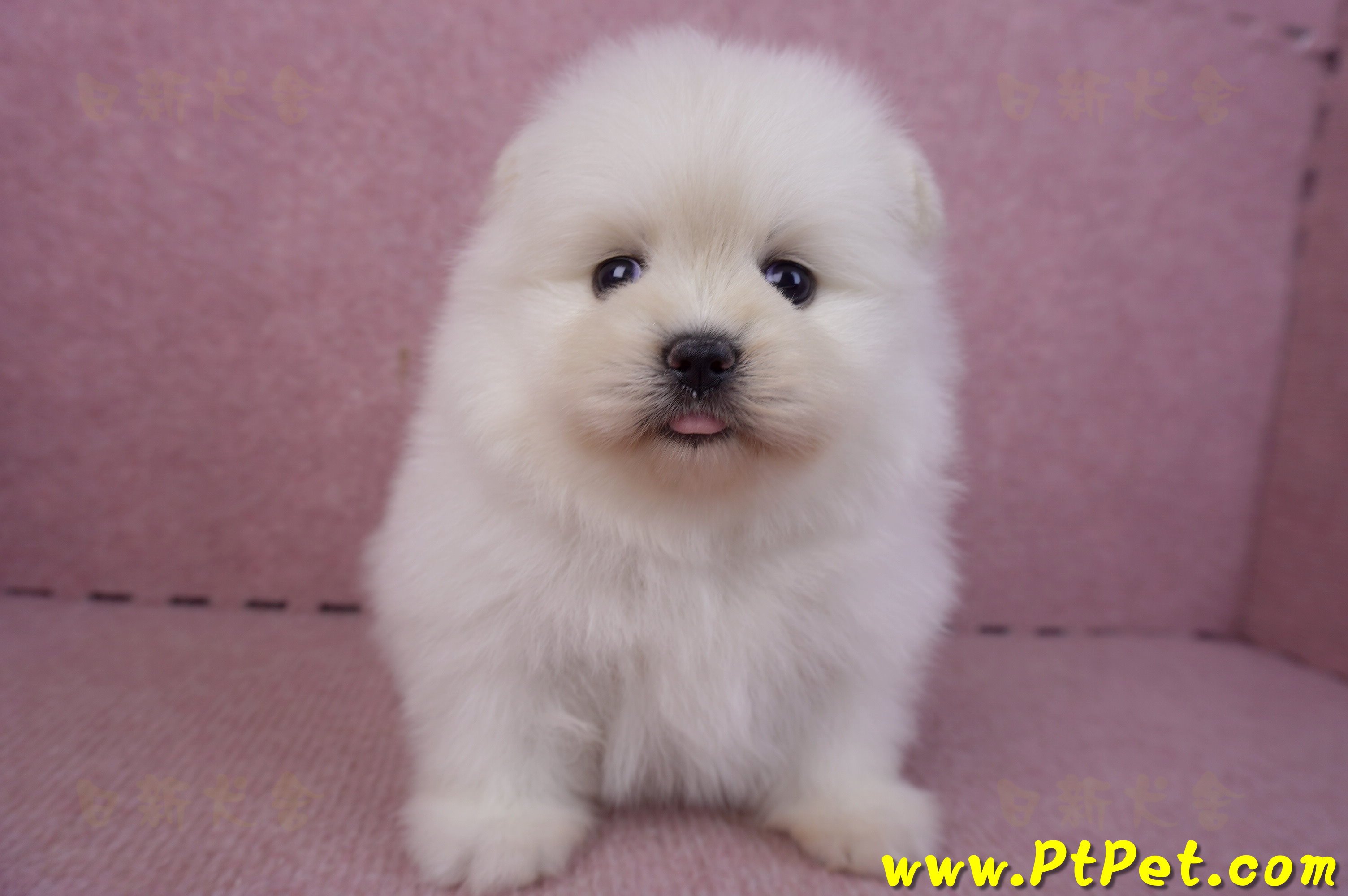 02/10白色松鼠博美母幼犬