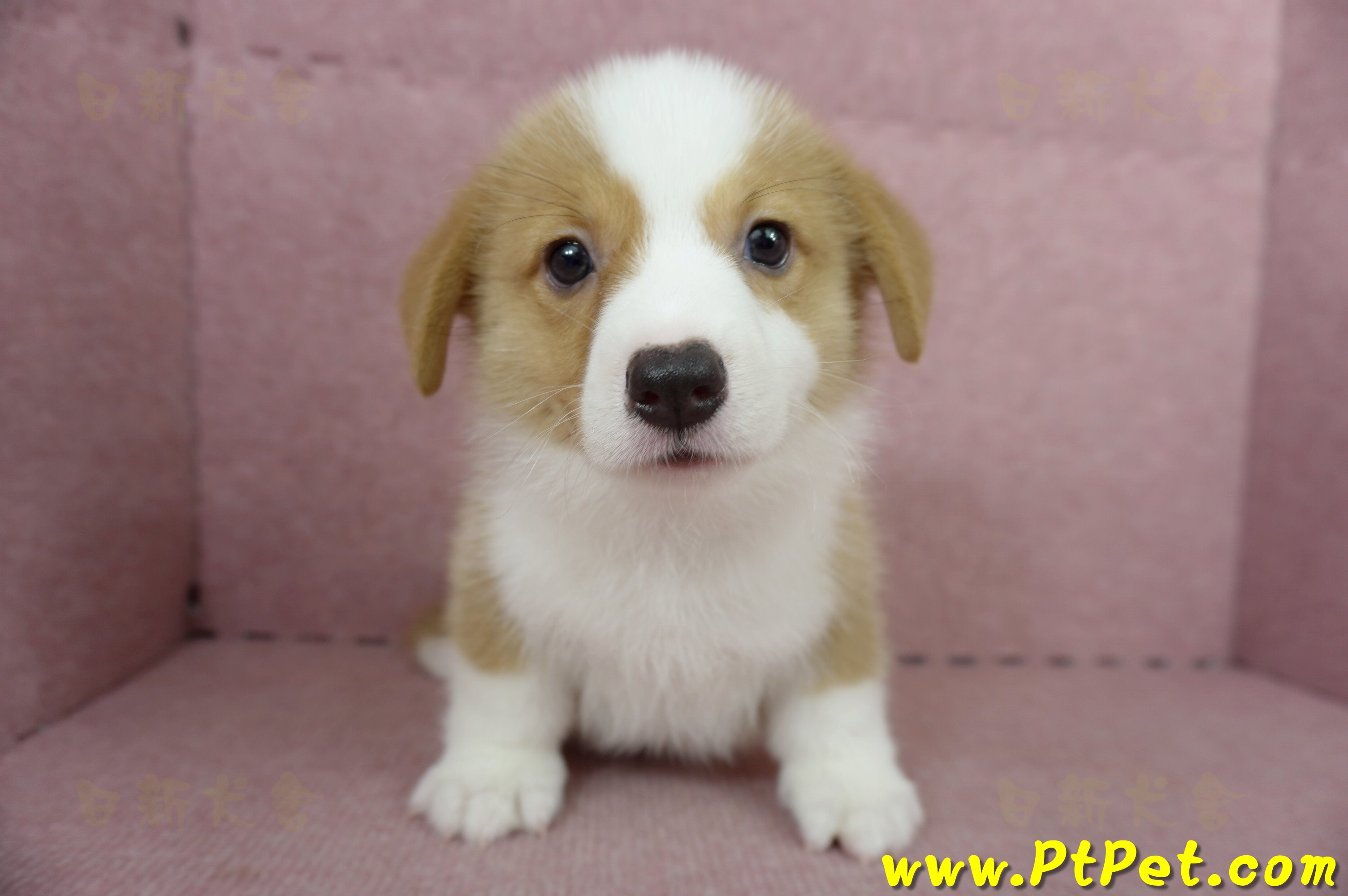 05/09雙色柯基犬公幼犬2號(宜蘭三星)