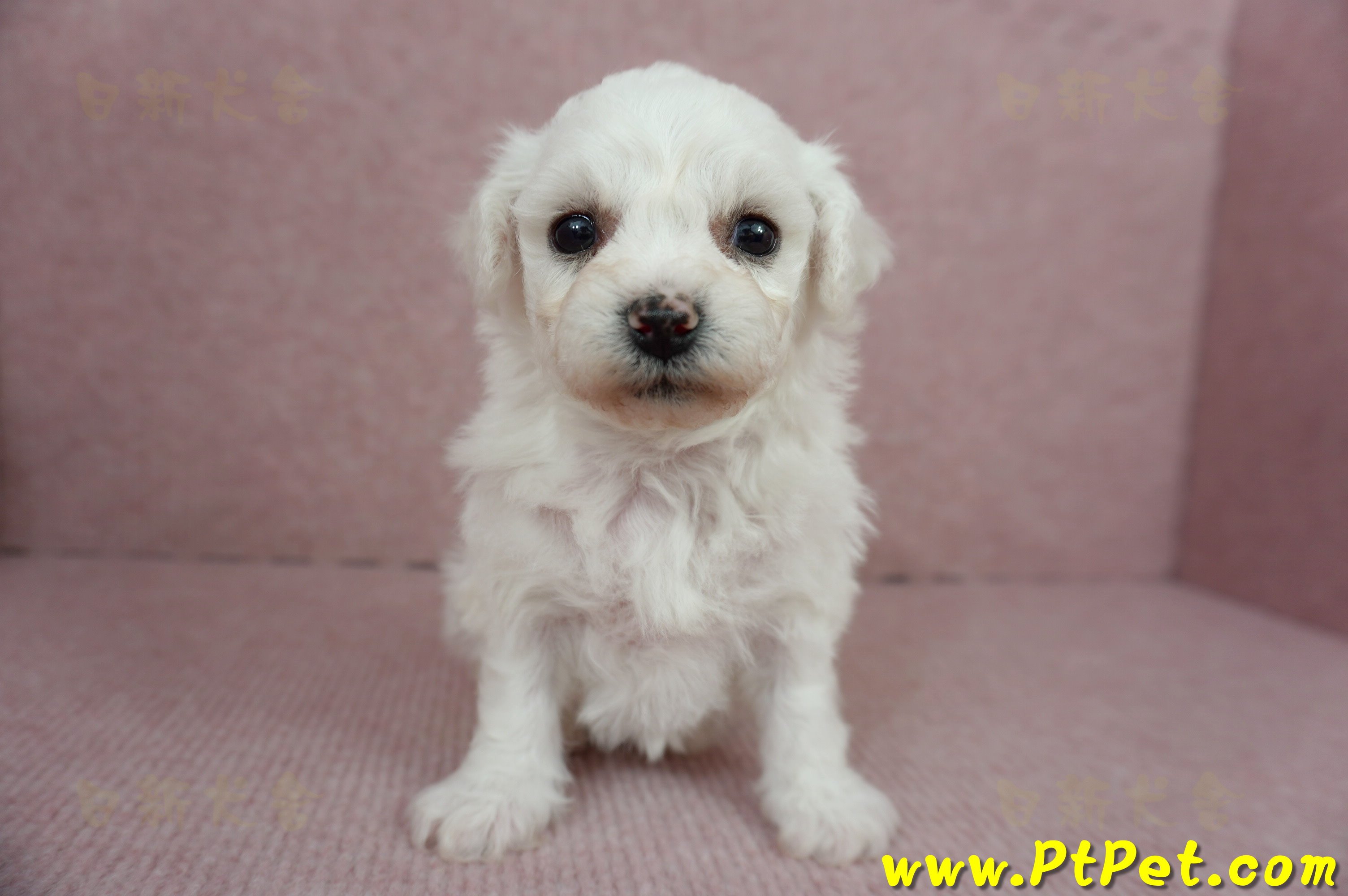 01/12比熊犬母幼犬(屏東市)