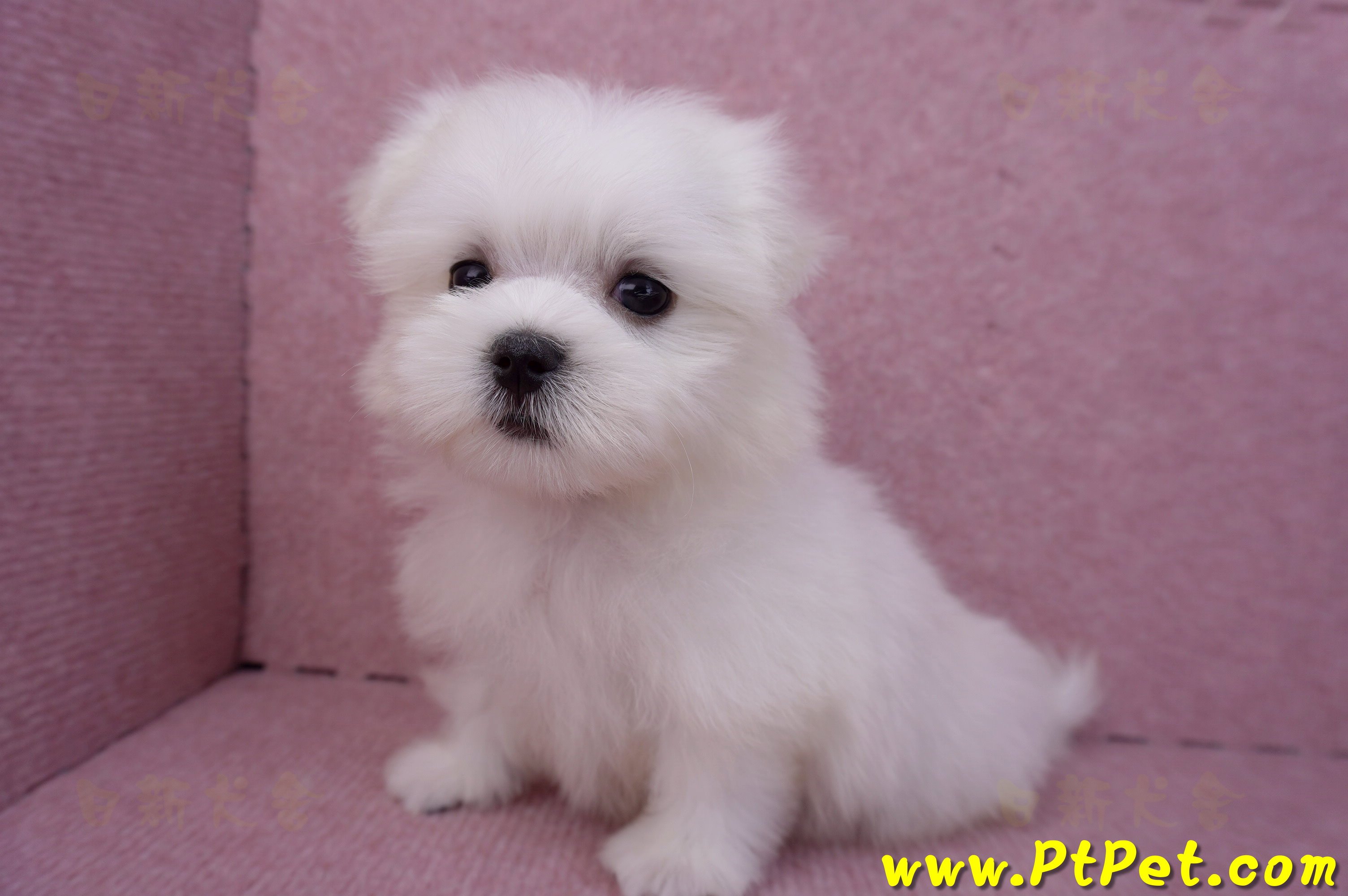 07/26迷你型馬爾濟斯 I 公幼犬2號(台北大同)