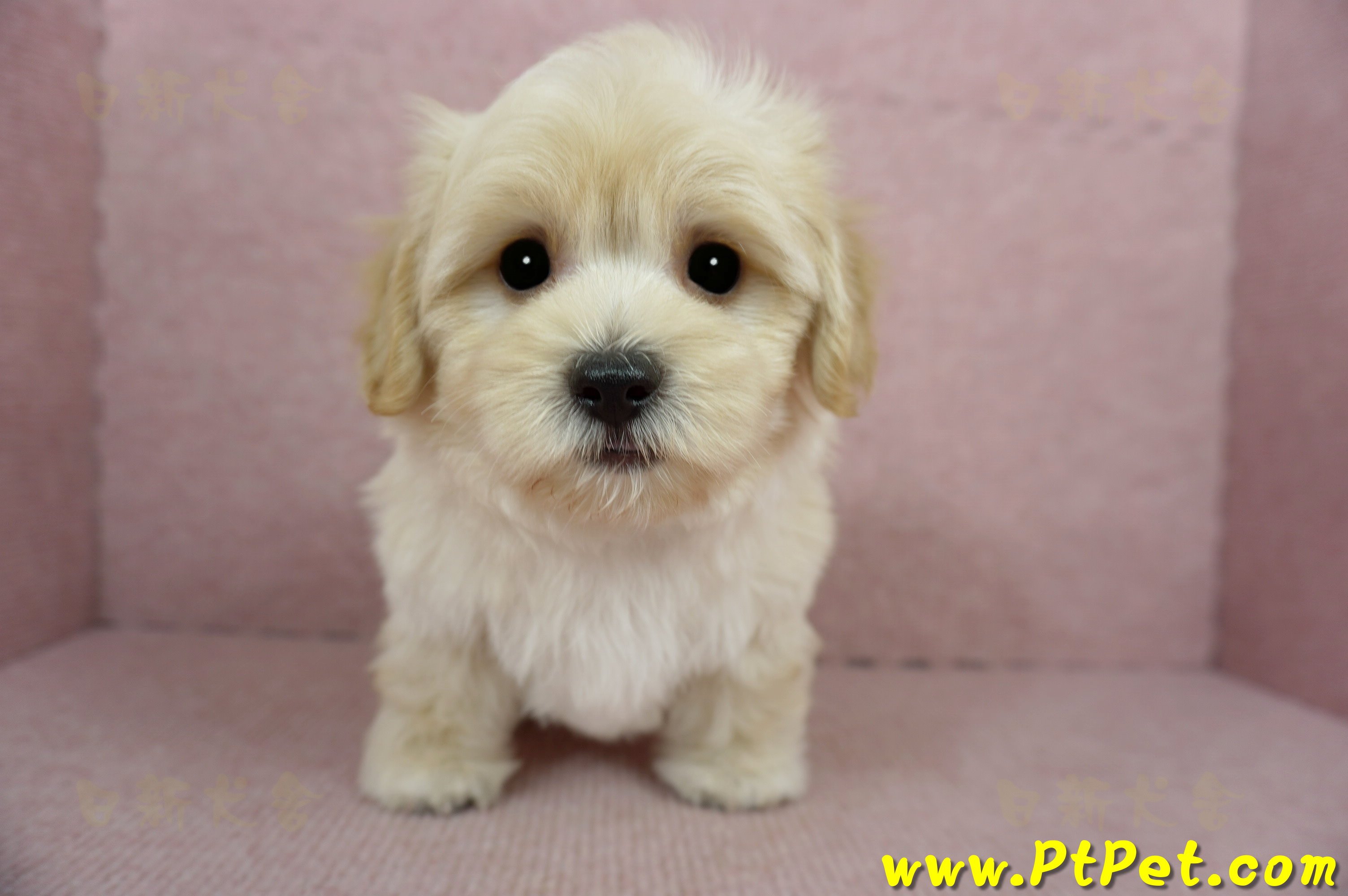 02/14奶油色馬爾泰迪公幼犬(桃園中壢)