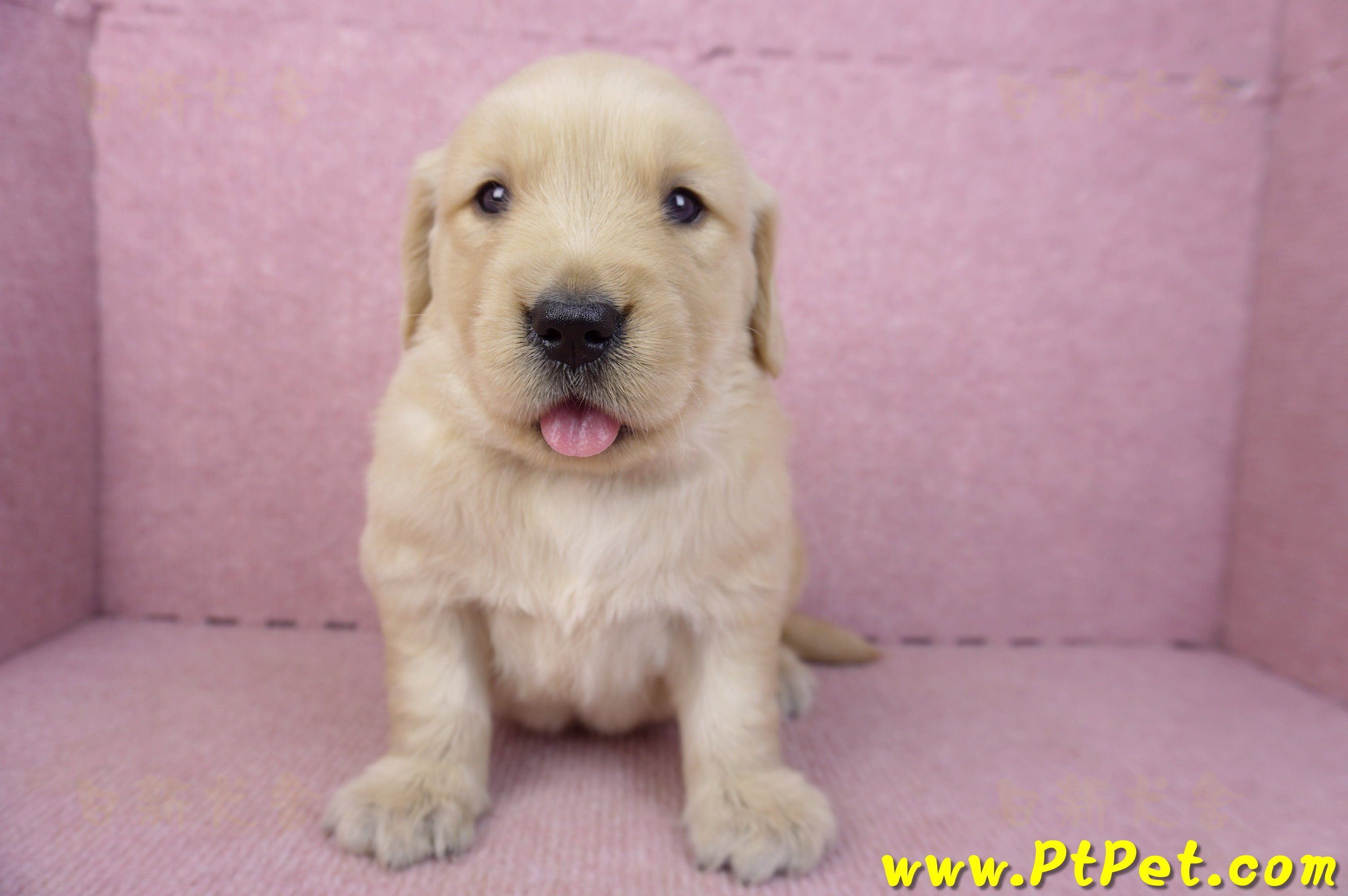 03/12黃金獵犬母幼犬2號