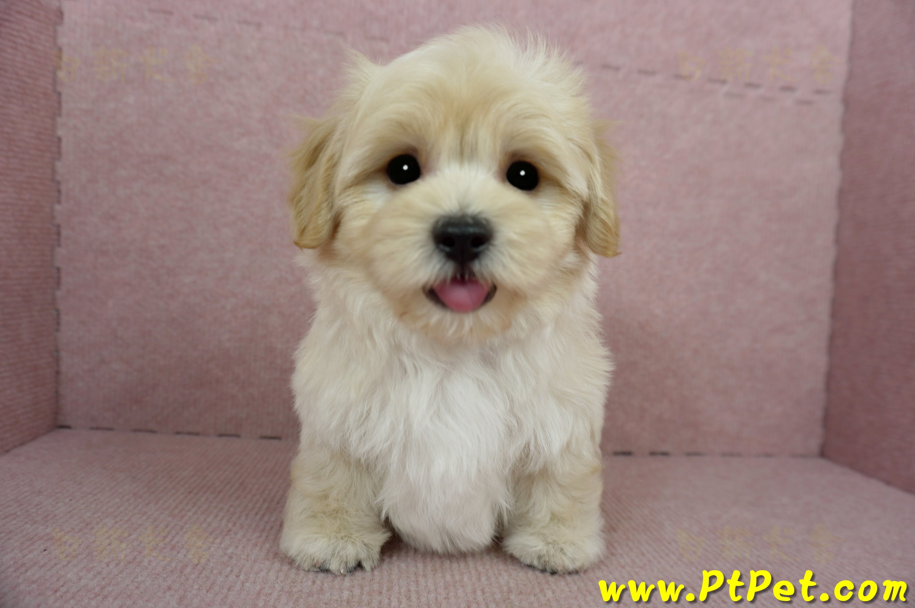 02/14奶油色馬爾泰迪公幼犬(桃園中壢)