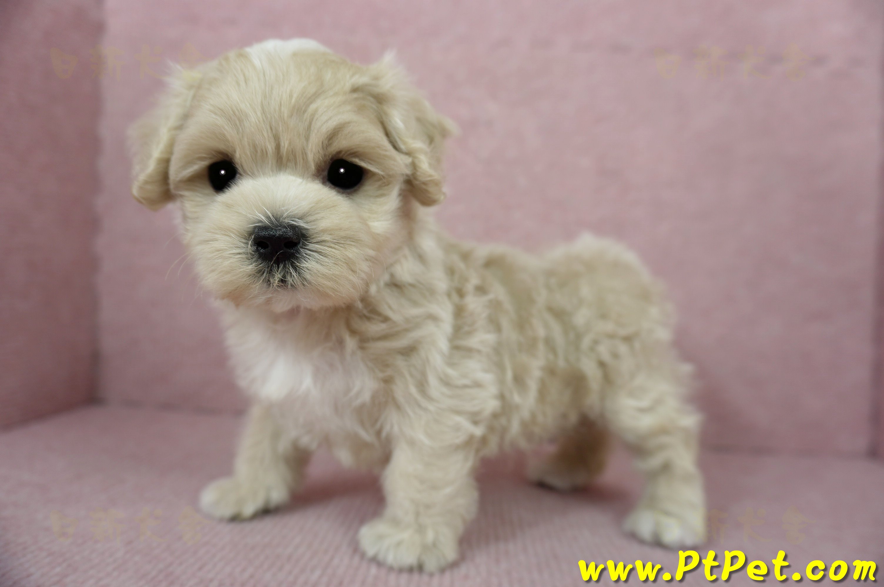 01/15奶油色馬爾泰迪 I 公幼犬(高雄大寮)