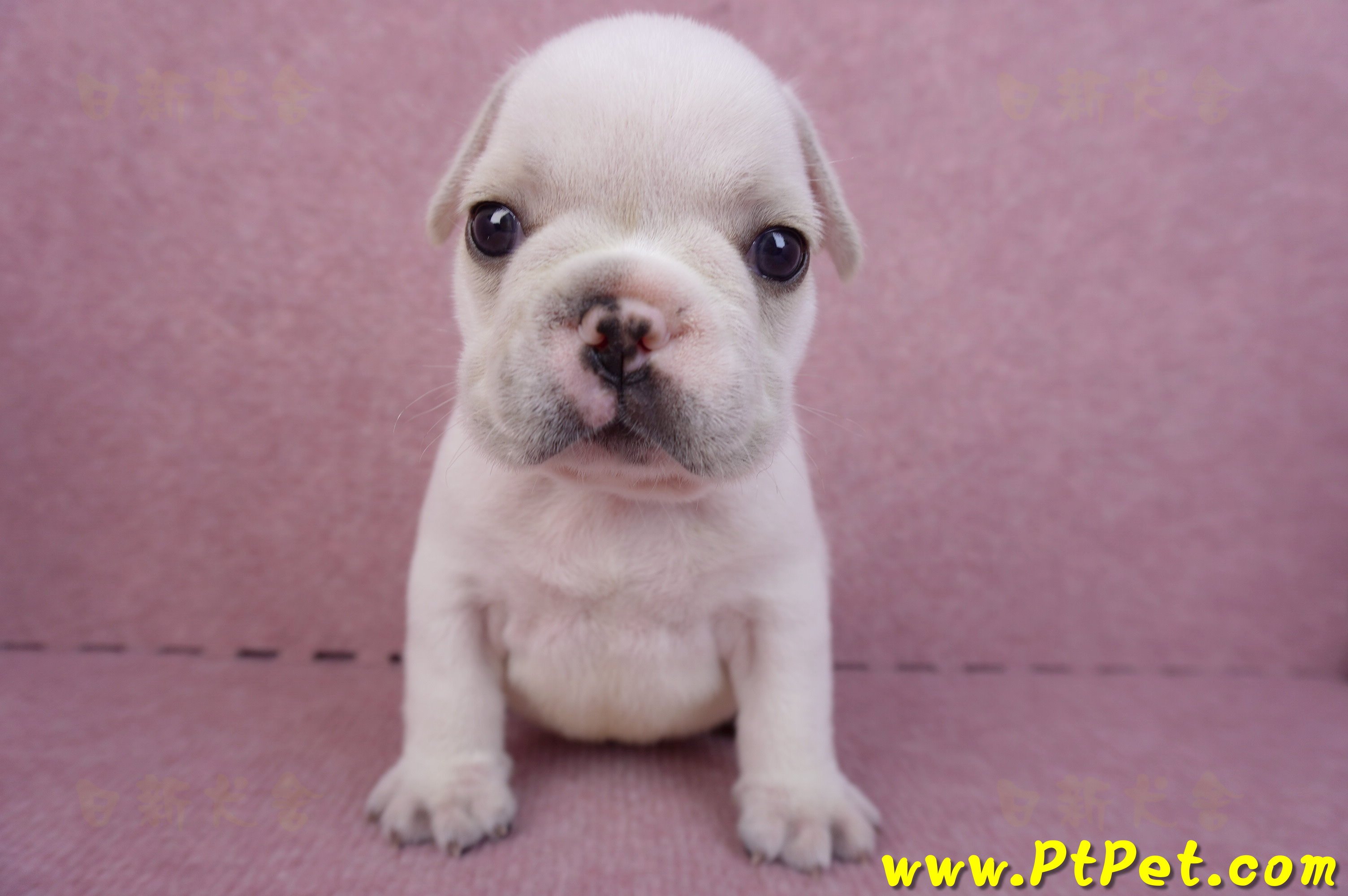 03/21奶白色法國鬥牛公幼犬1號