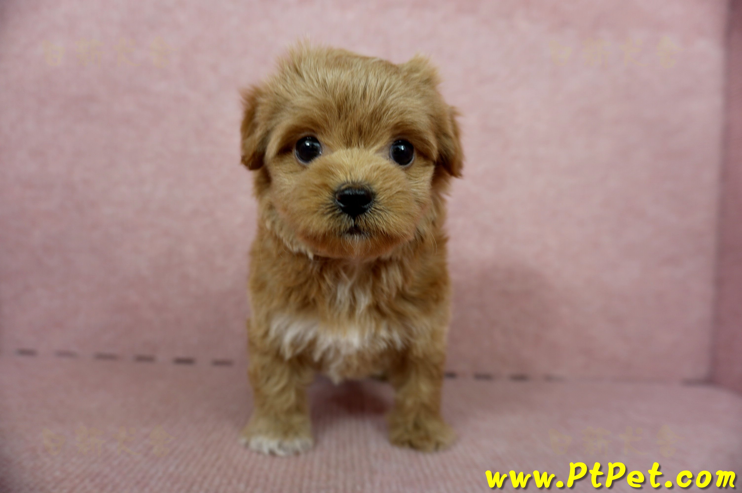 10/25玩具型紅色馬爾泰迪母幼犬(新北土城)