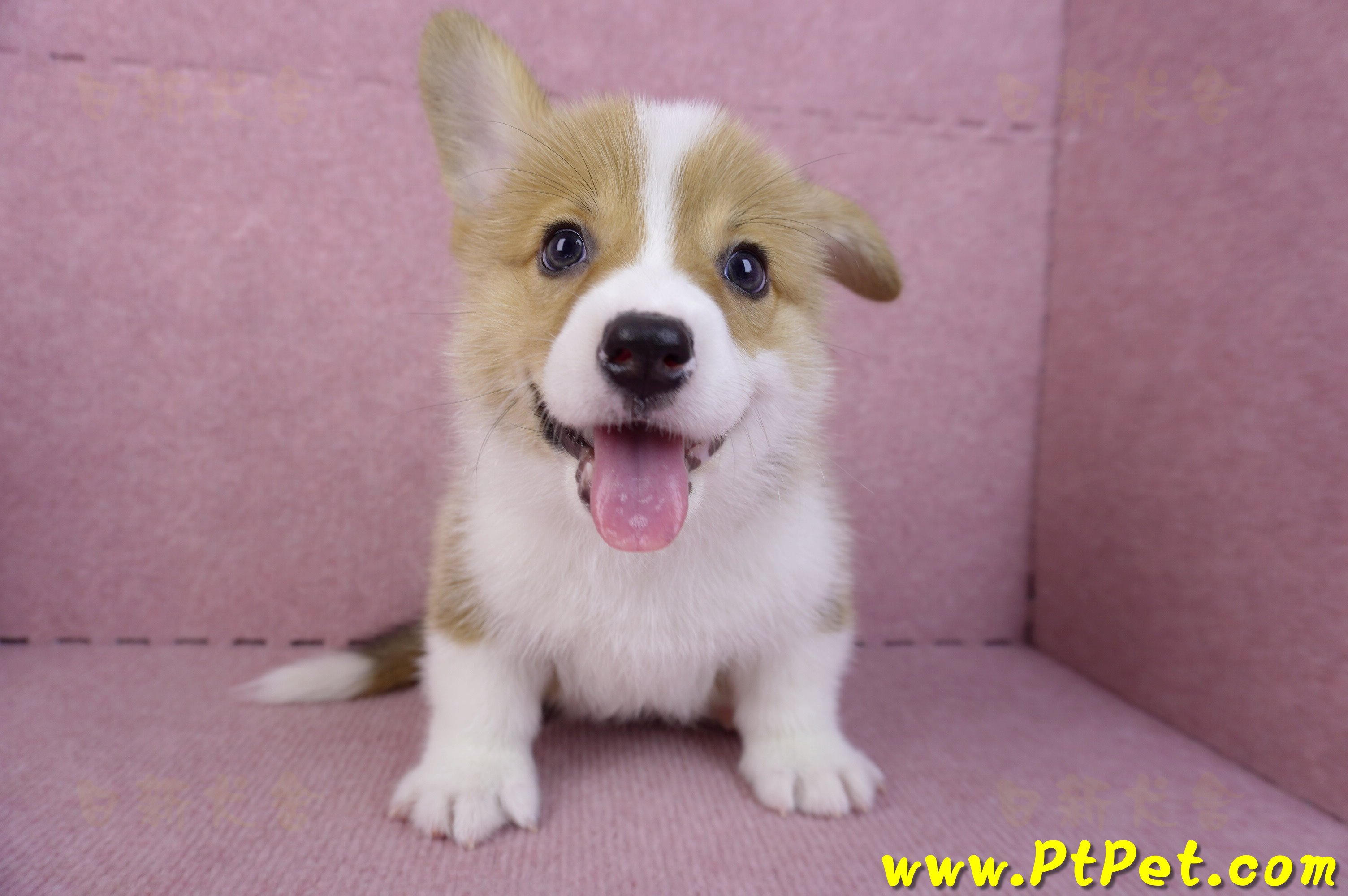 10/10雙色柯基犬母幼犬1號(宜蘭市)