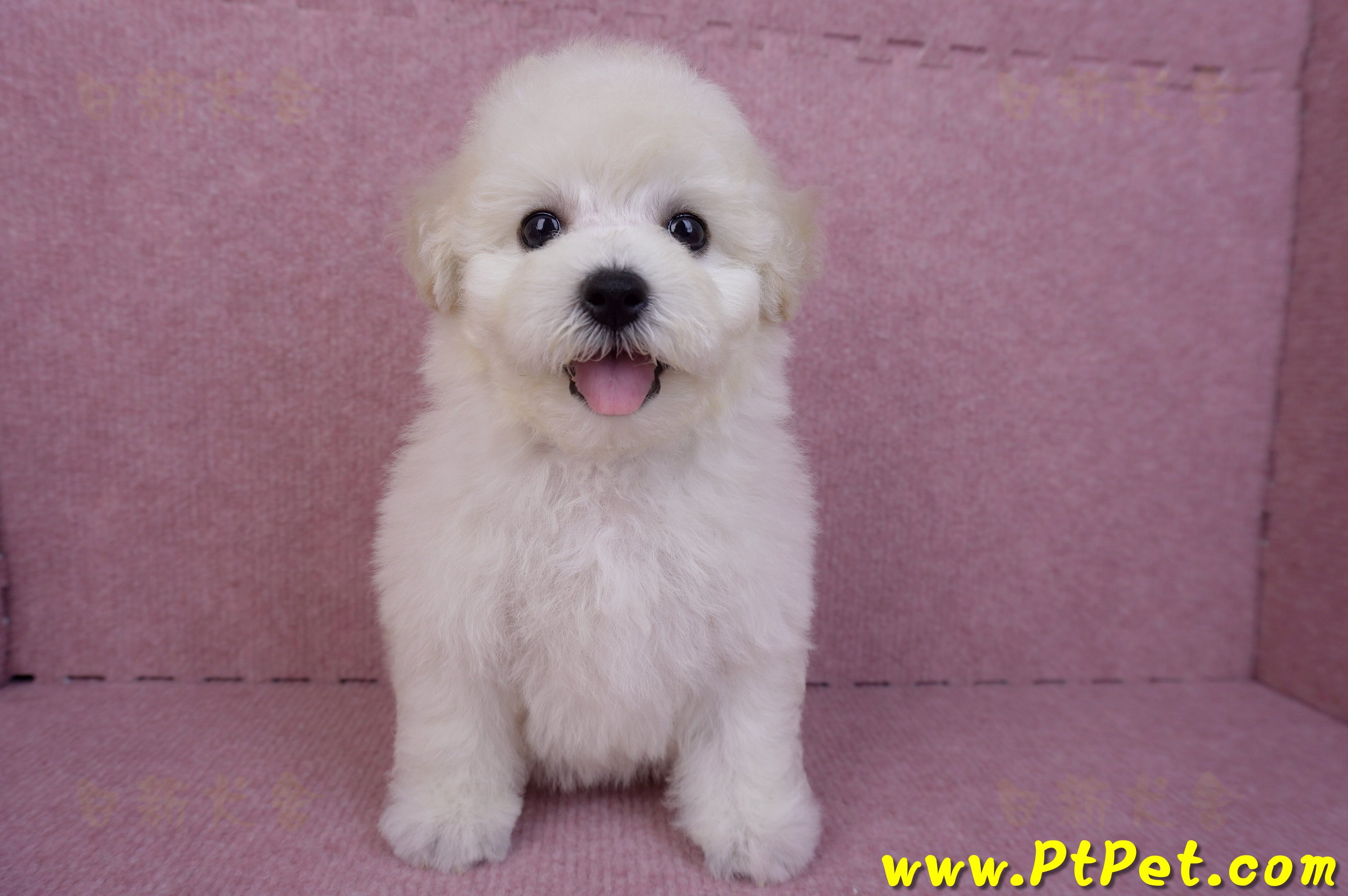 07/22比熊犬母幼犬2號(桃園平鎮)