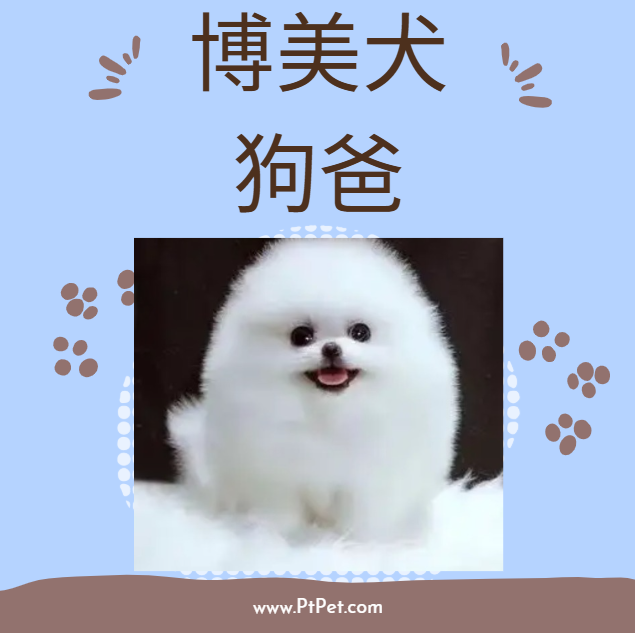 博美犬-狗爸