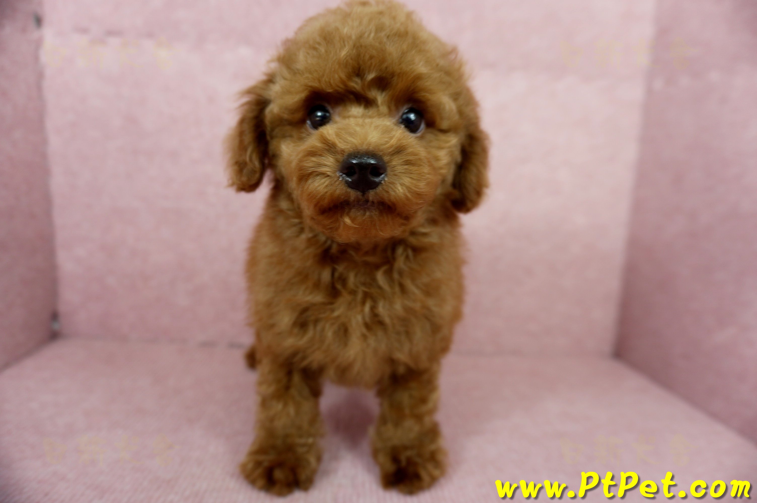 04/15玩具型紅貴賓公幼犬(基隆中山)