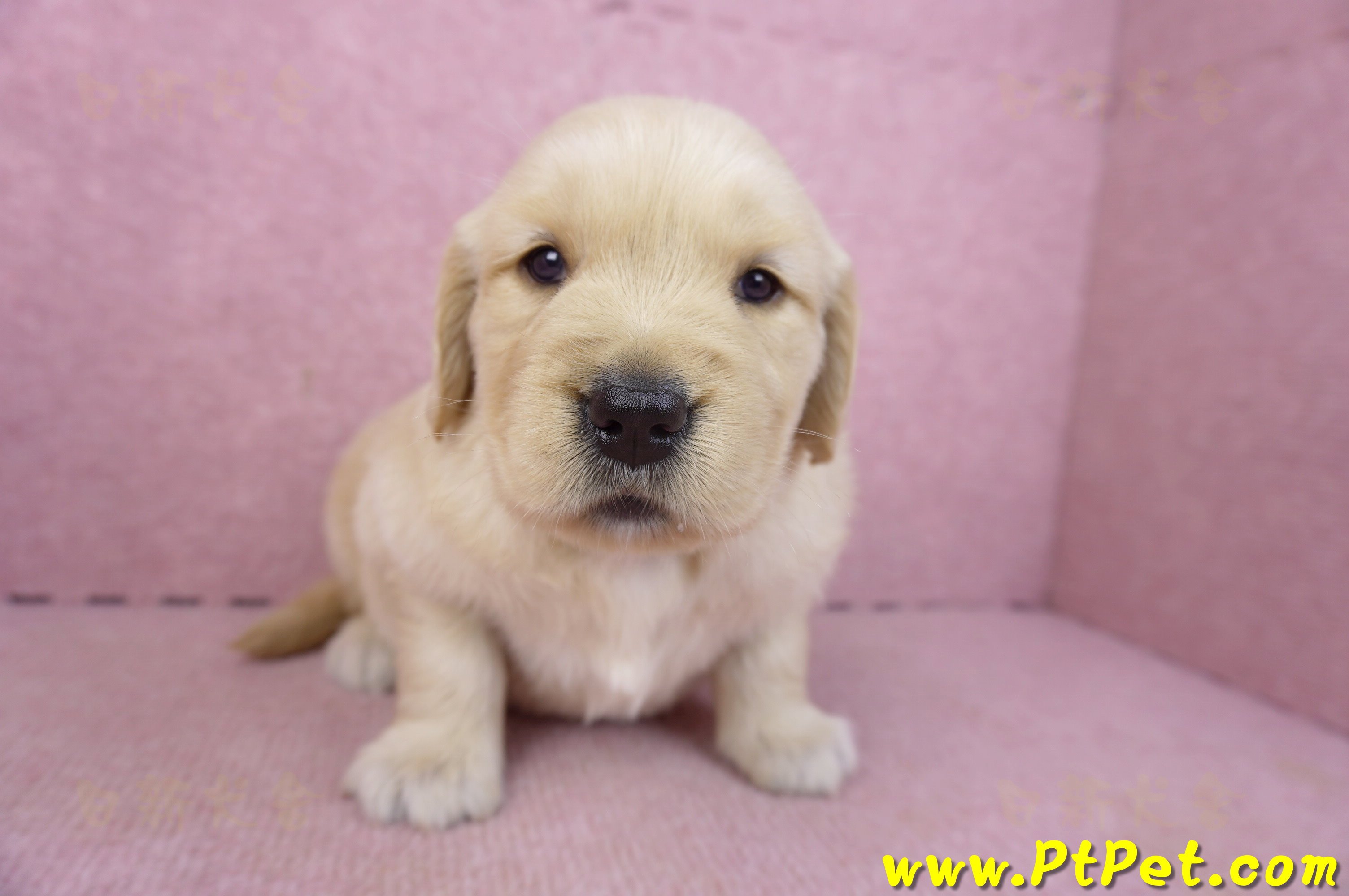 03/12黃金獵犬母幼犬1號(高雄市)