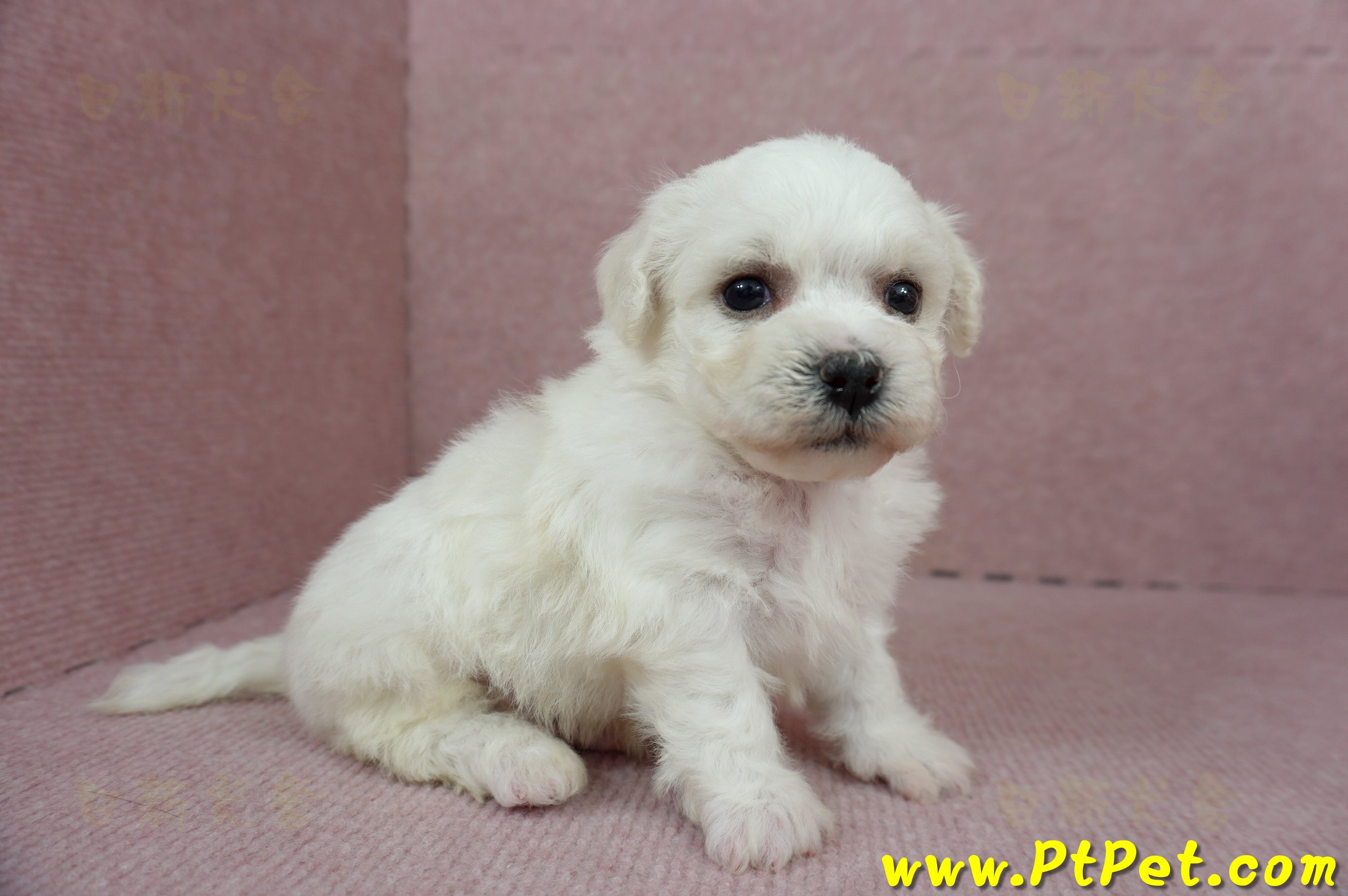 01/12比熊犬公幼犬1號(高雄鳥松)