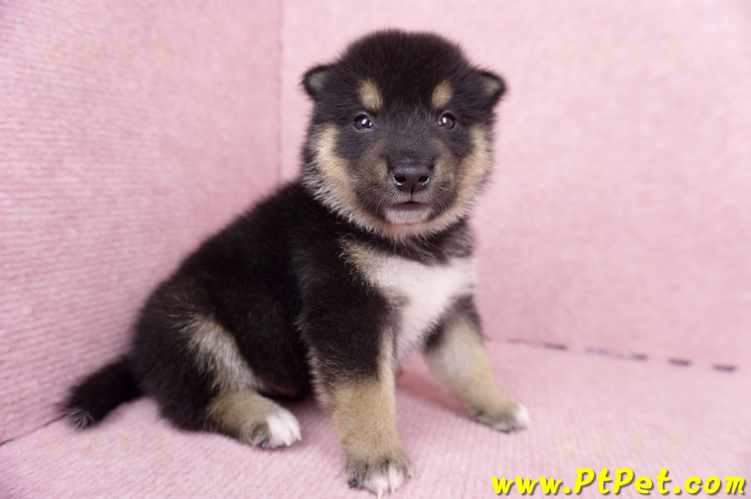 07/05黑色柴犬公幼犬2號(高雄岡山)