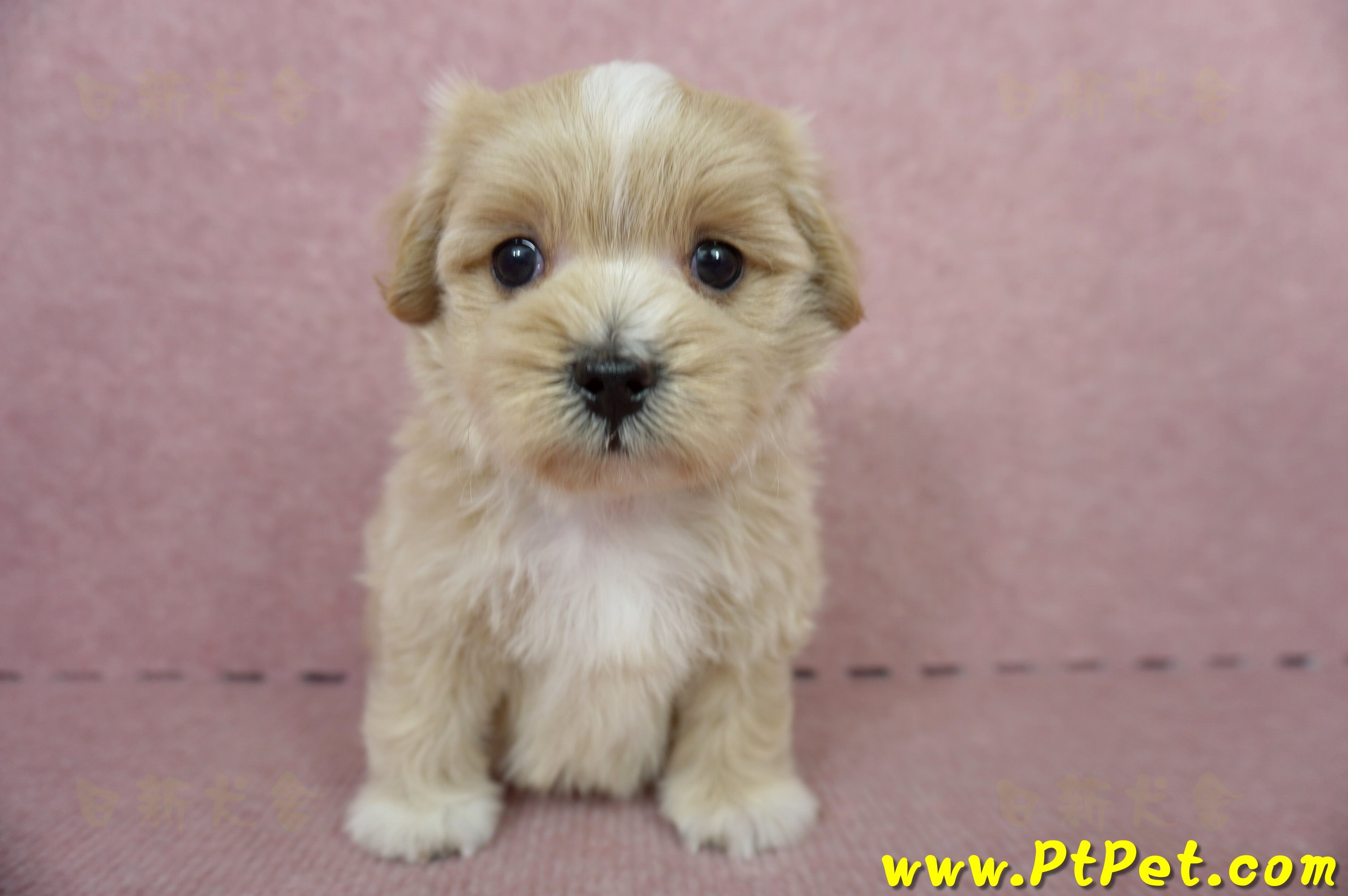 05/05奶油色馬爾泰迪公幼犬1號(台南東區)