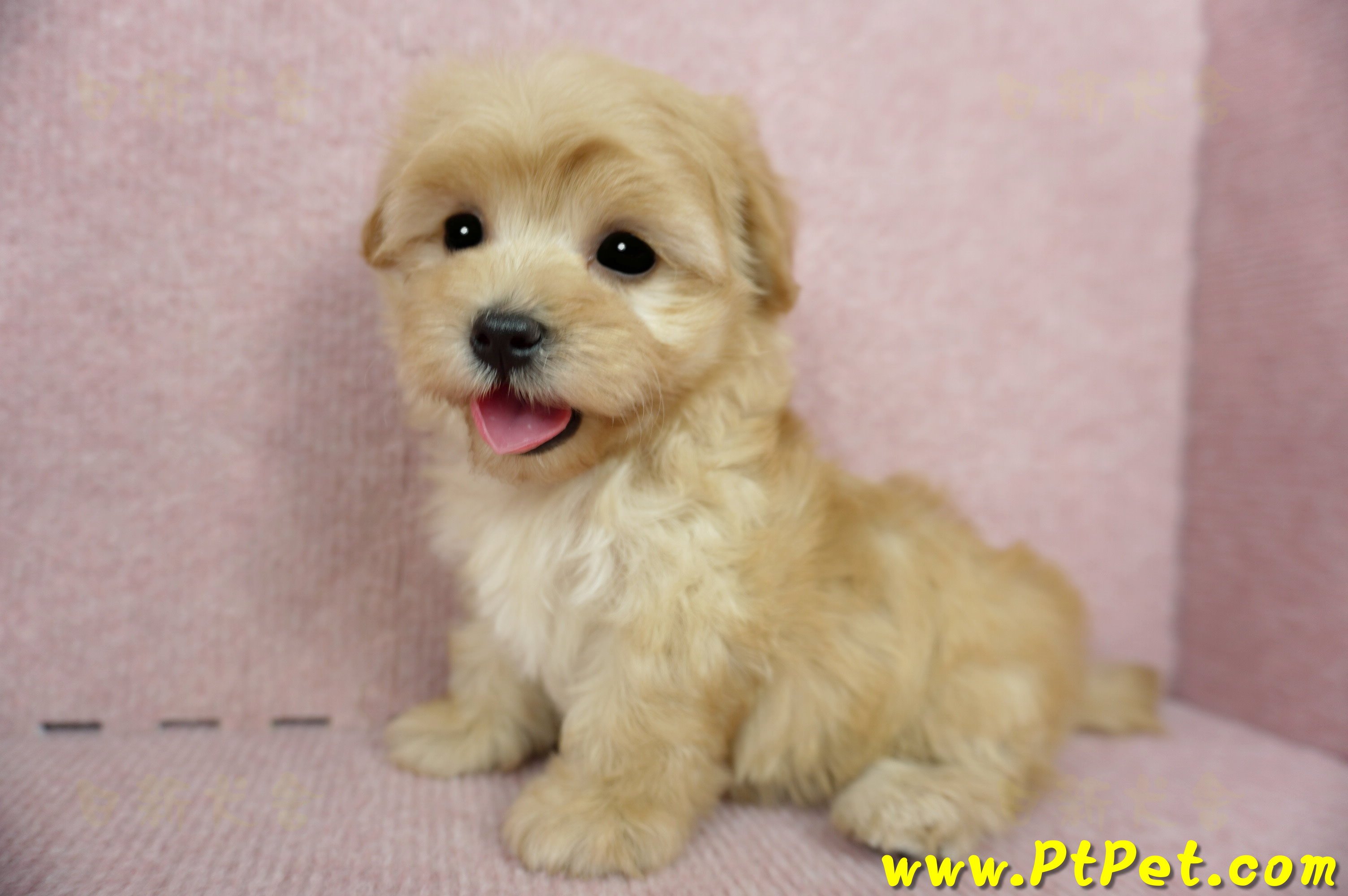 2/14奶油色馬爾泰迪 II 母幼犬(台中北屯)