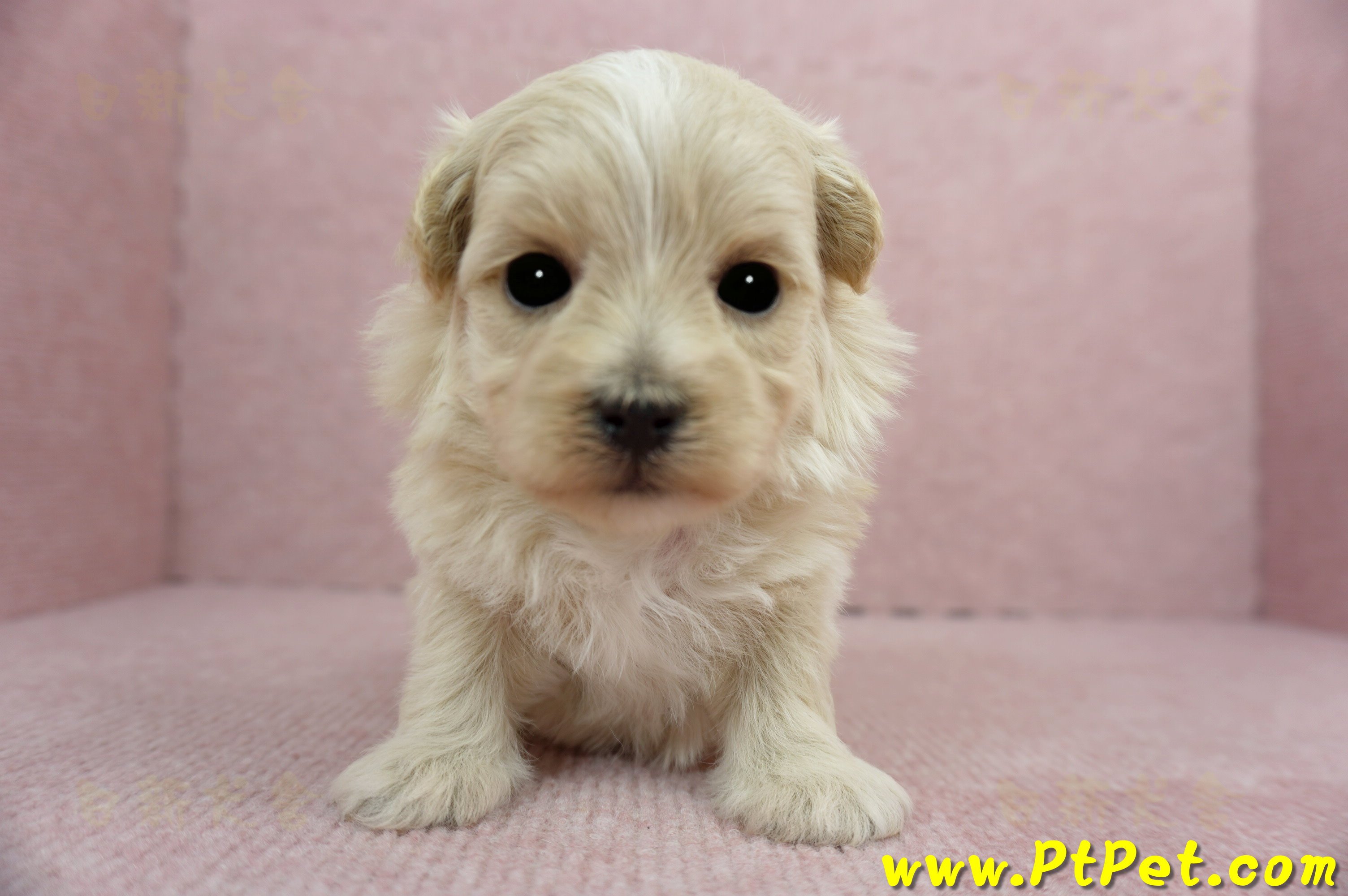 2/23奶油色馬爾泰迪 I 母幼犬1號(高雄鼓山)