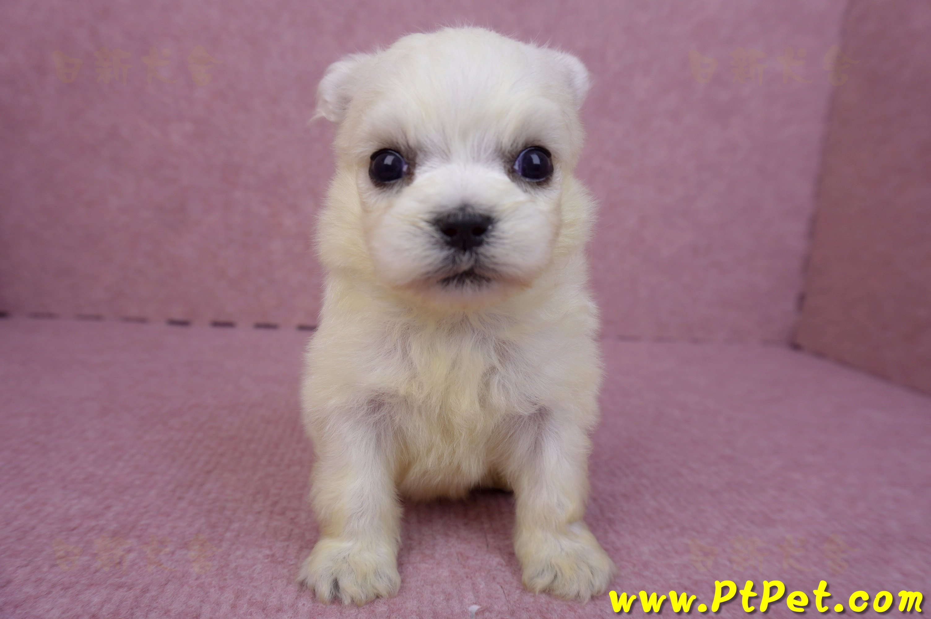 03/20馬爾濟斯公幼犬1號