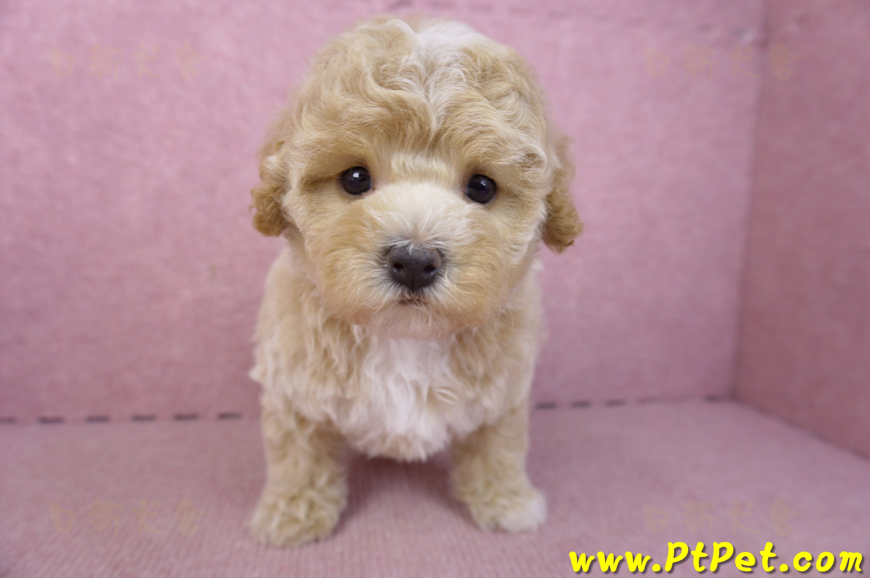 02/18泰迪比熊母幼犬3號(屏東市)