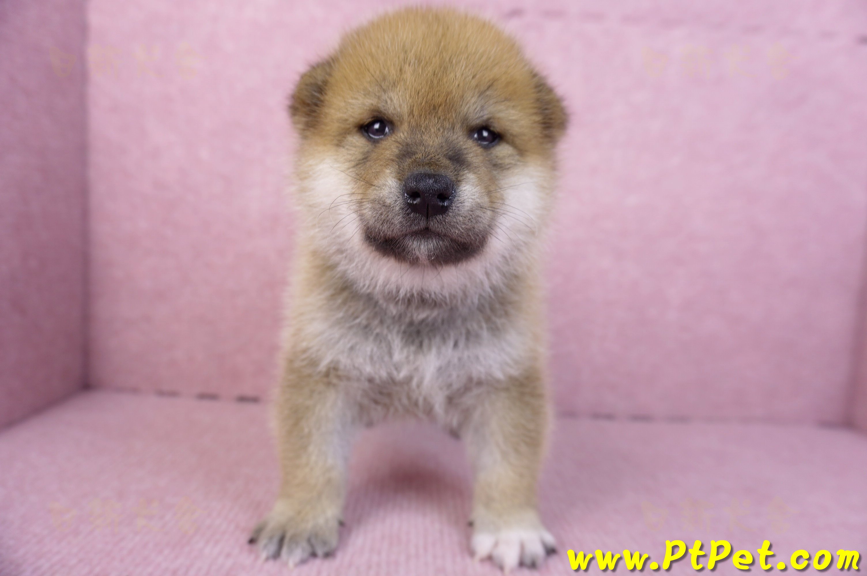 12/10赤色柴犬公幼犬