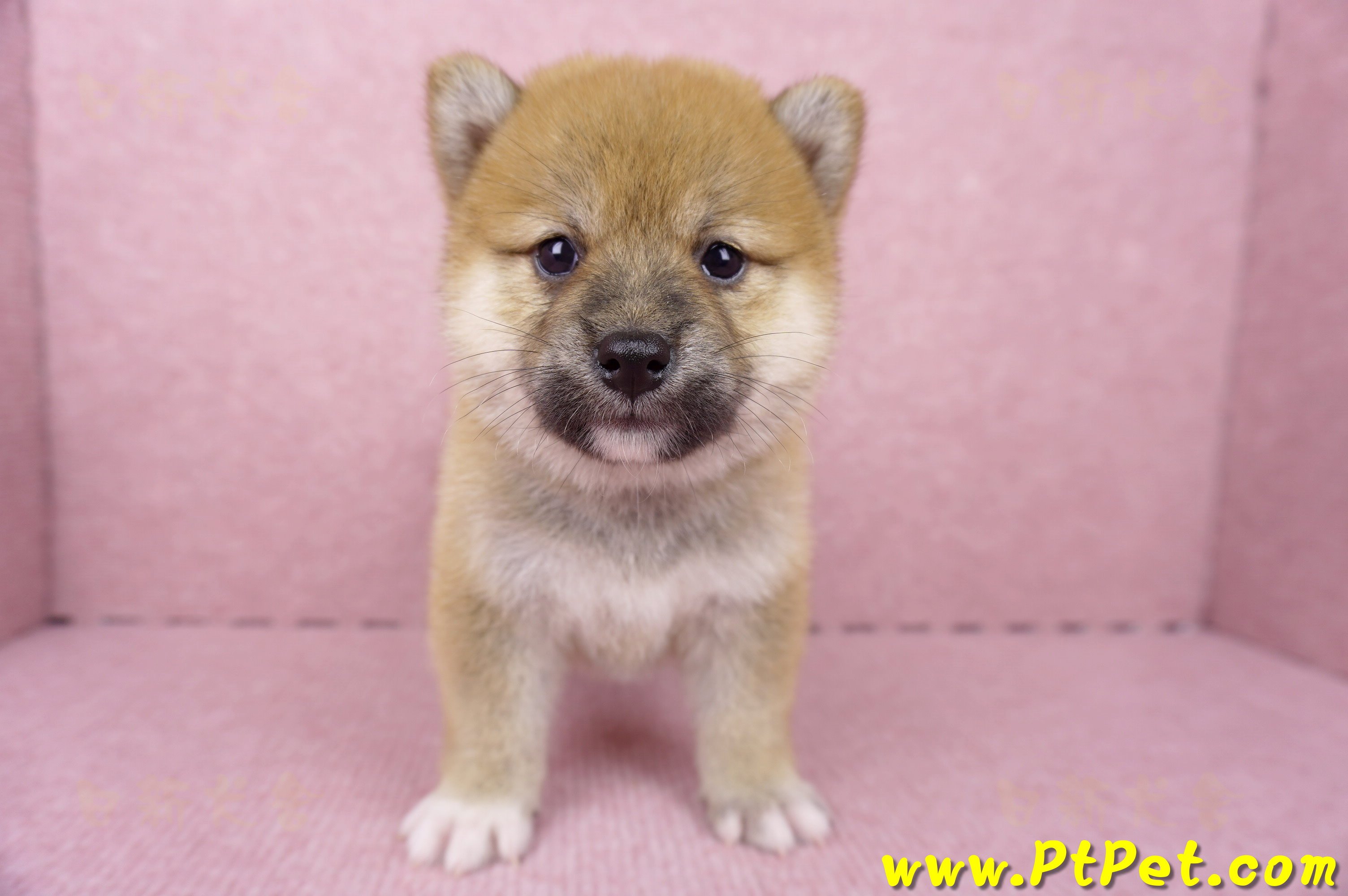 06/14赤色柴犬母幼犬(屏東九如)