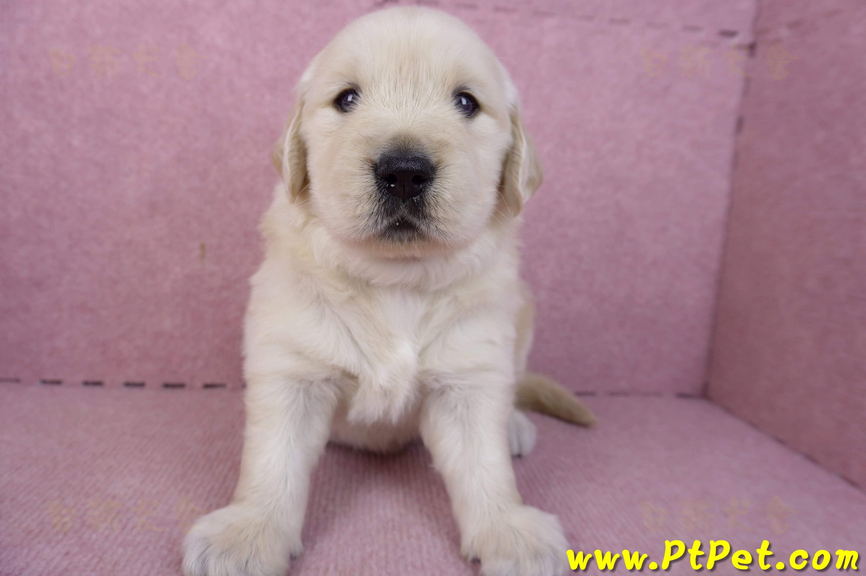 01/10黃金獵犬公幼犬3號(屏東里港)