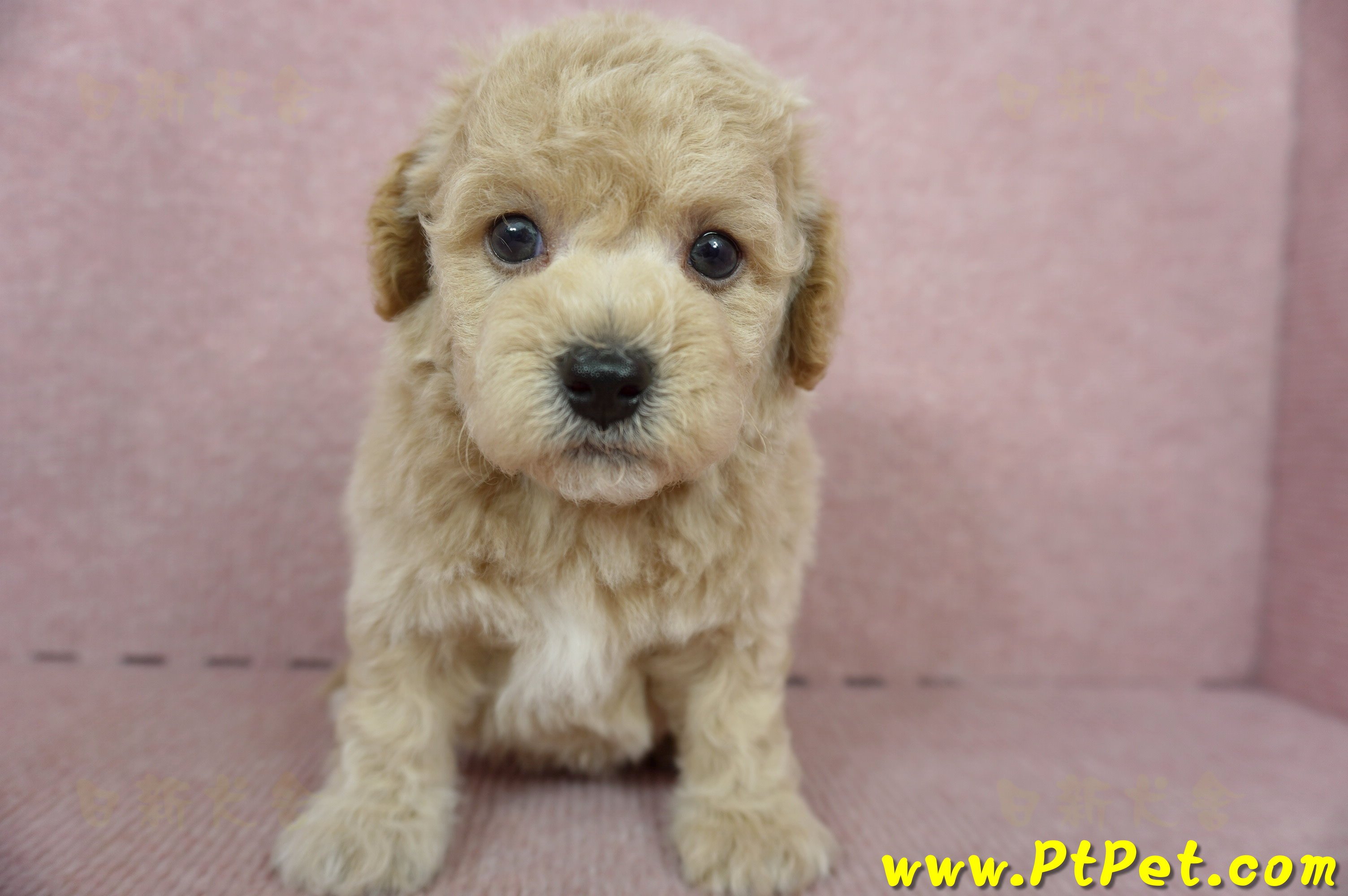 11/08泰迪比熊公幼犬3號(新北新店)