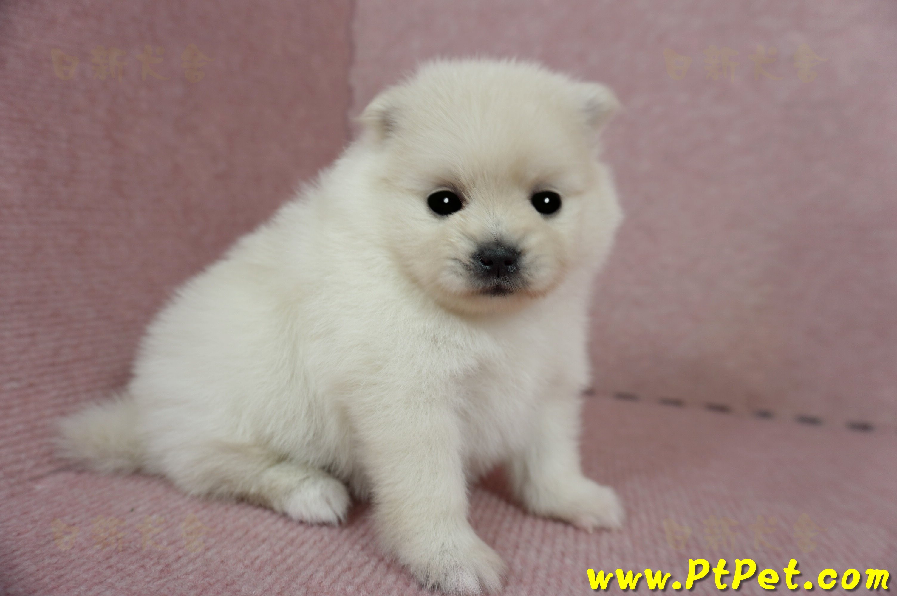 03/14迷你型松鼠白博美母幼犬(屏東潮州)