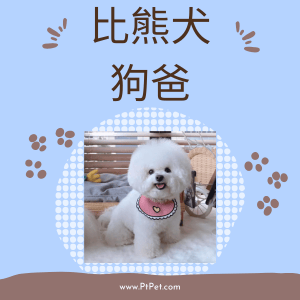 比熊狗爸