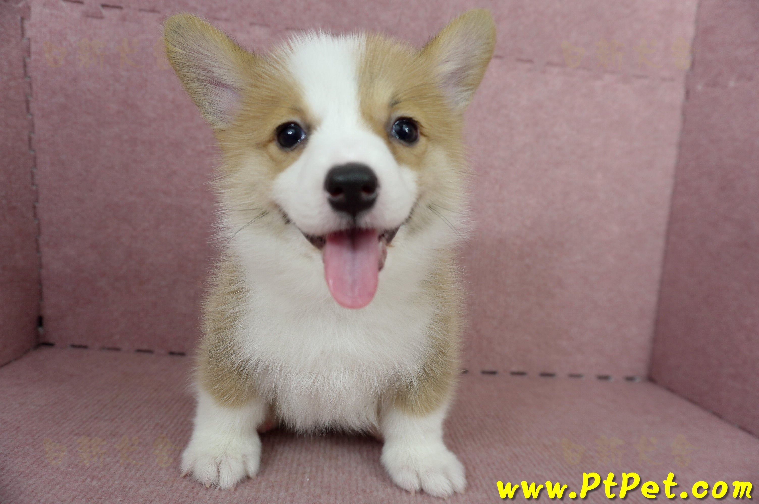 05/09雙色柯基犬母幼犬2號(高雄前鎮)