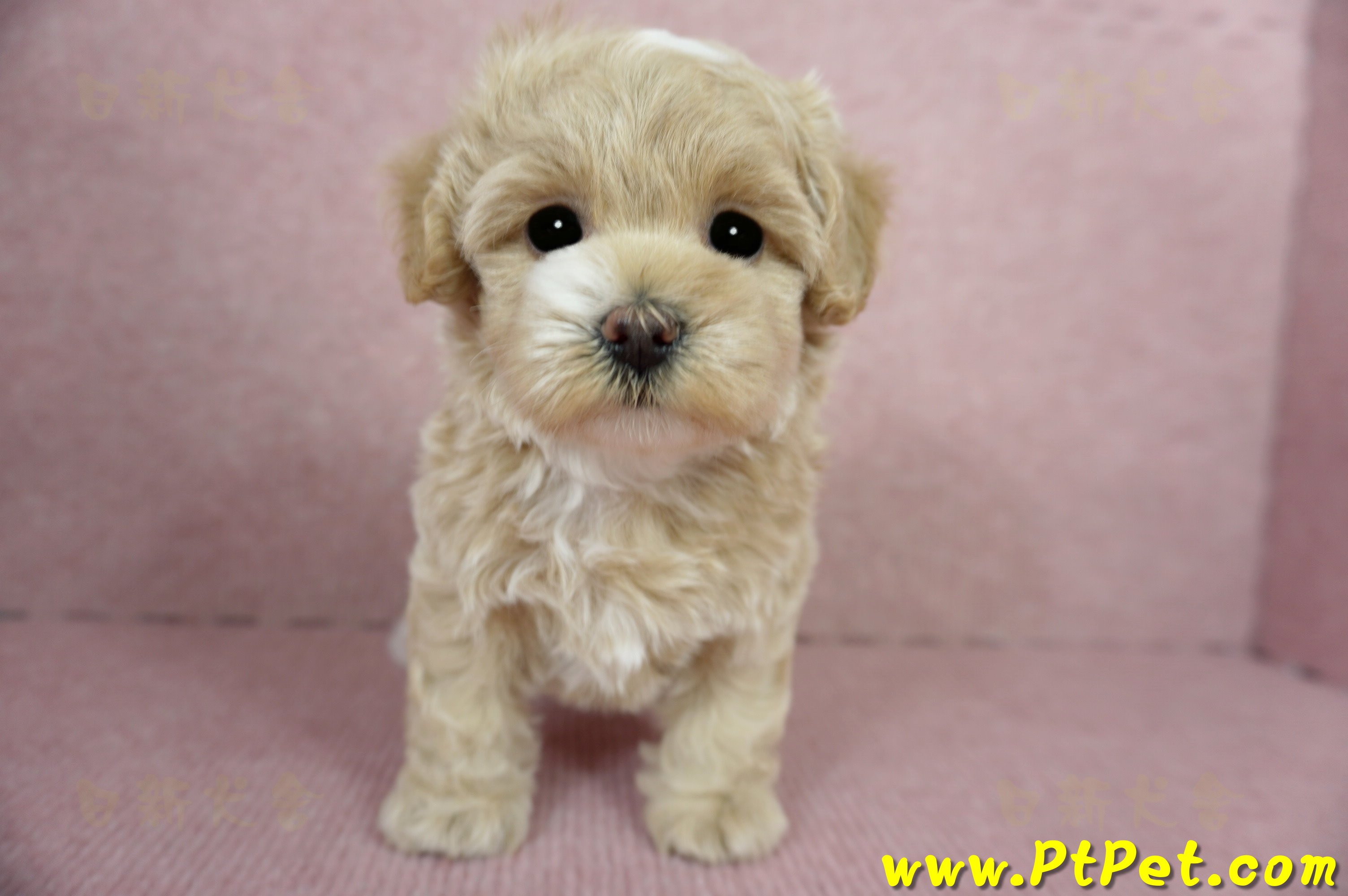 03/02馬爾泰迪母幼犬(桃園楊梅)