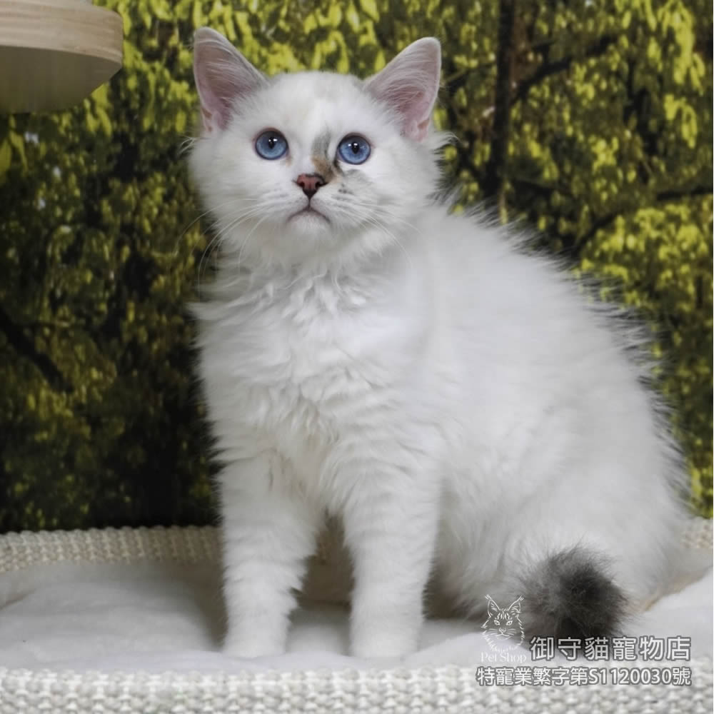 435玳瑁色布偶貓妹妹 ​生日2025/9/30