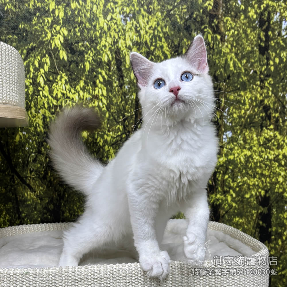 420海雙布偶貓弟弟 ​生日2025/8/13