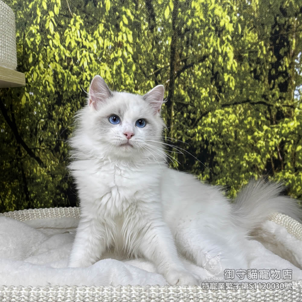 410藍雙布偶貓弟弟 ​生日2025/8/6