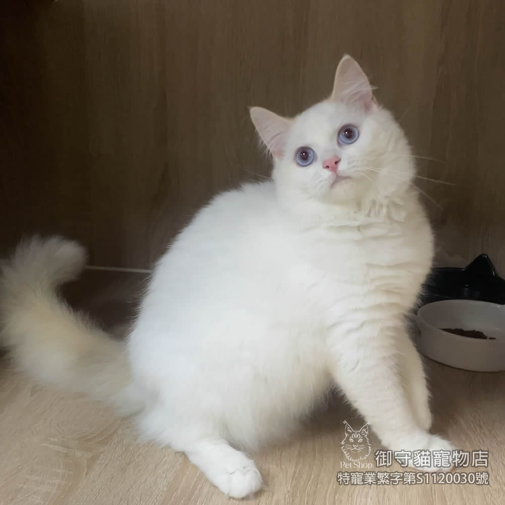 412稀有火焰色布偶貓妹妹 ​生日2025/8/6