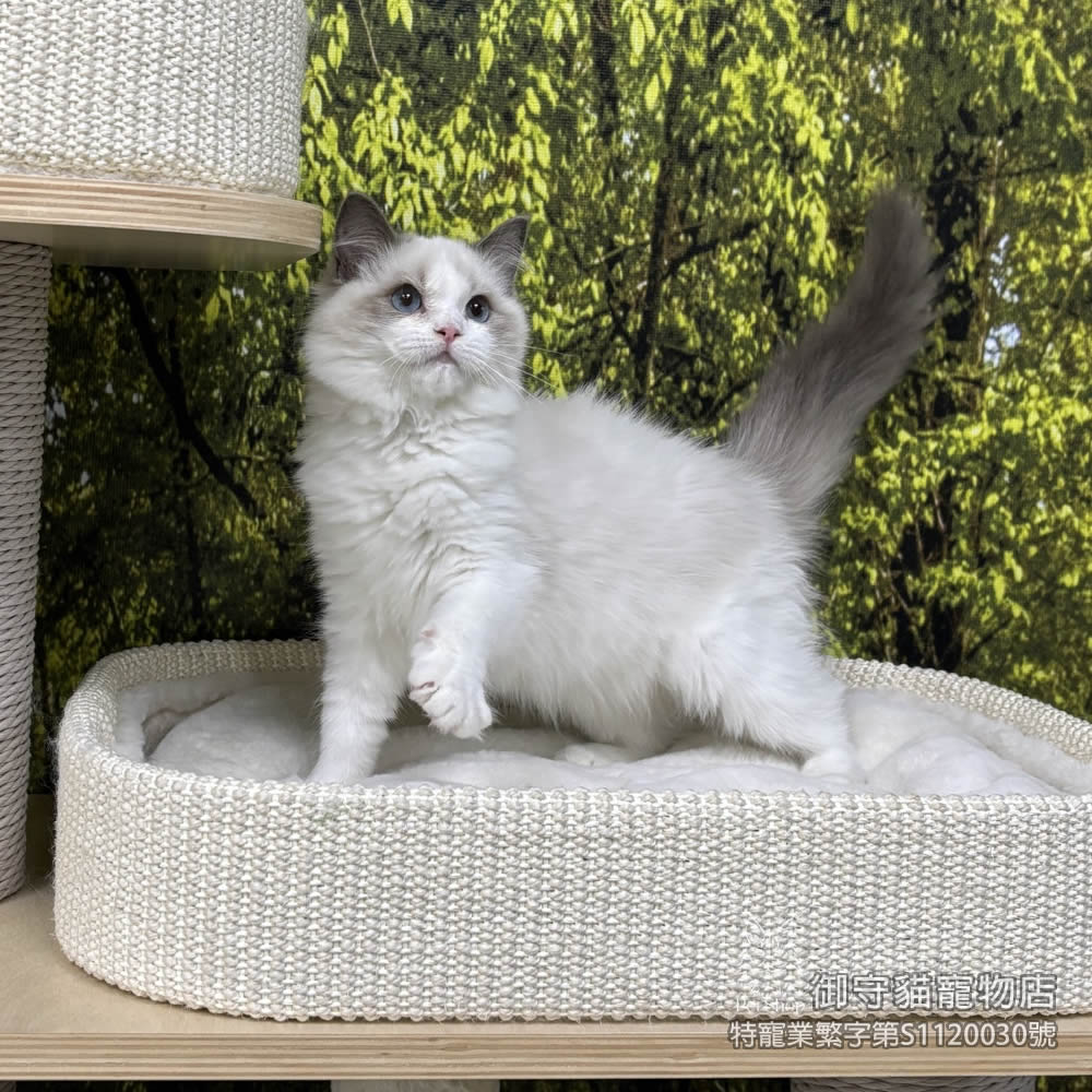 432藍雙布偶貓妹妹 ​生日2025/9/29