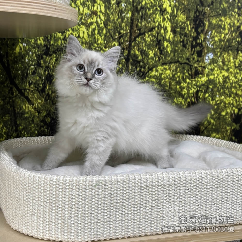 442藍山貓紋布偶貓妹妹 ​生日2025/11/25