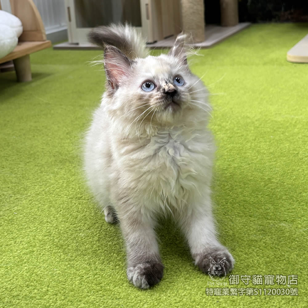 377海豹玳瑁色布偶貓妹妹 ​生日2025/6/13