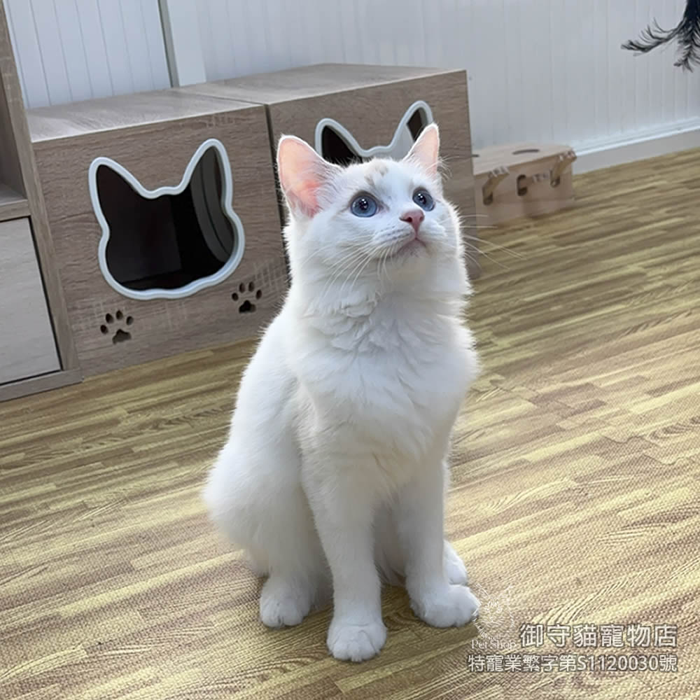 357藍雙布偶貓妹妹 ​生日2025/6/7