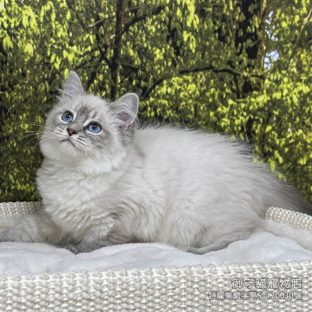 441藍山貓紋重點色布偶貓弟弟 ​生日2025/11/25