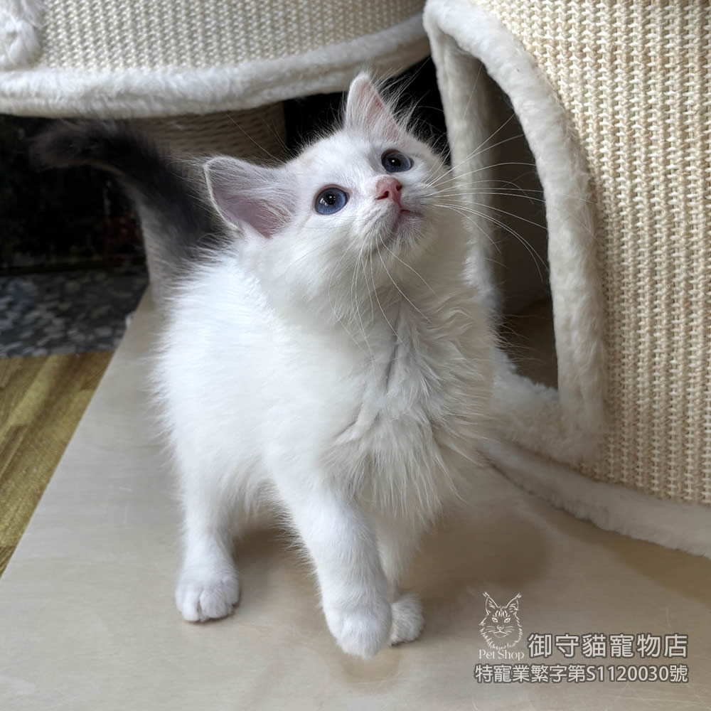 450海雙布偶貓妹妹 ​生日2025/12/30