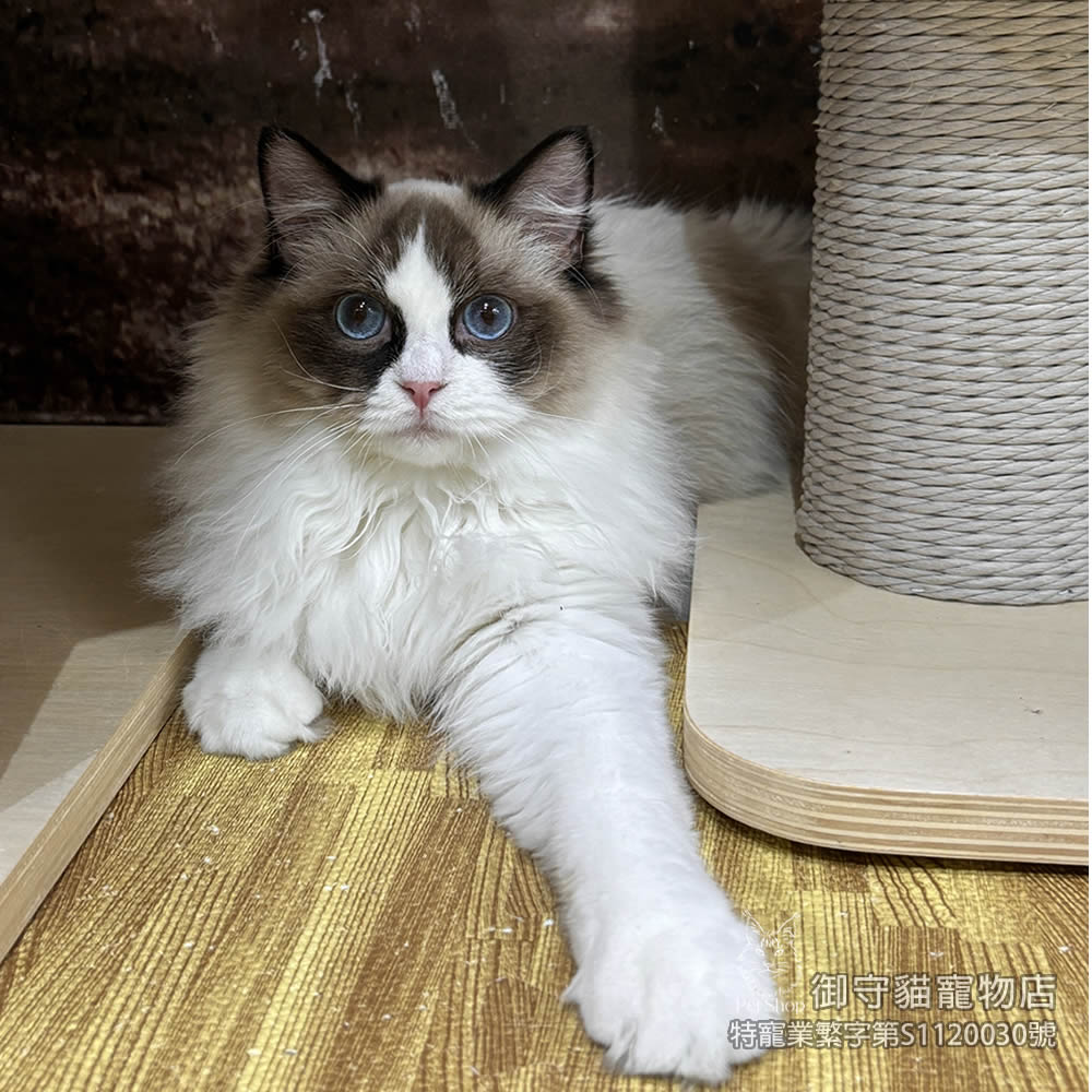 399海雙色布偶貓妹妹 ​生日2025/7/20