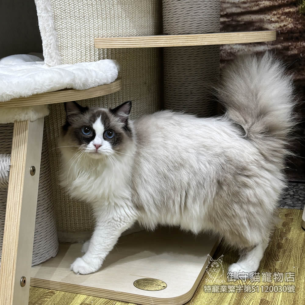 399海雙色布偶貓妹妹 ​生日2025/7/20