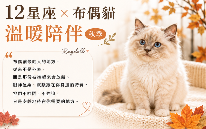 12星座X布偶貓溫暖陪伴(適合秋季星座)