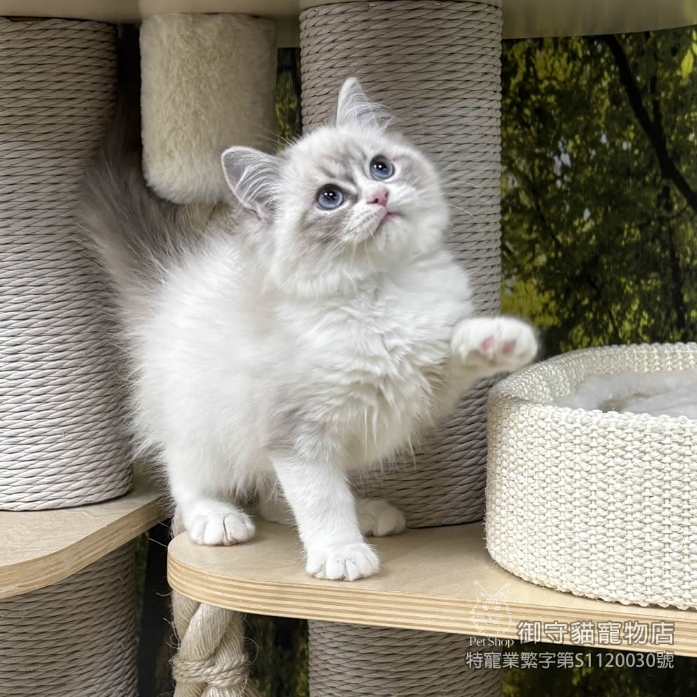 440藍山貓紋布偶貓弟弟 ​生日2025/11/25