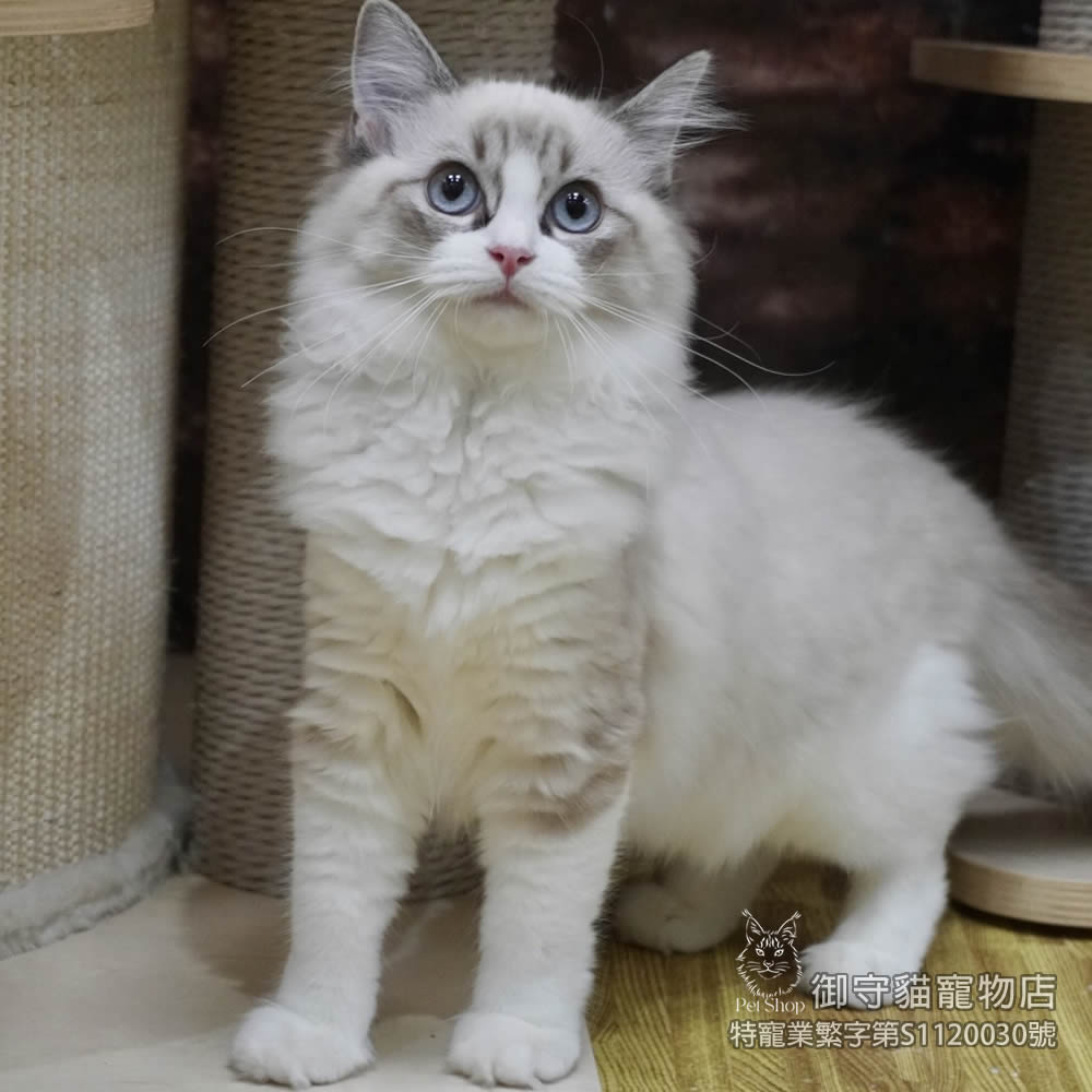 459海豹山貓紋布偶貓妹妹 ​生日2025/12/18