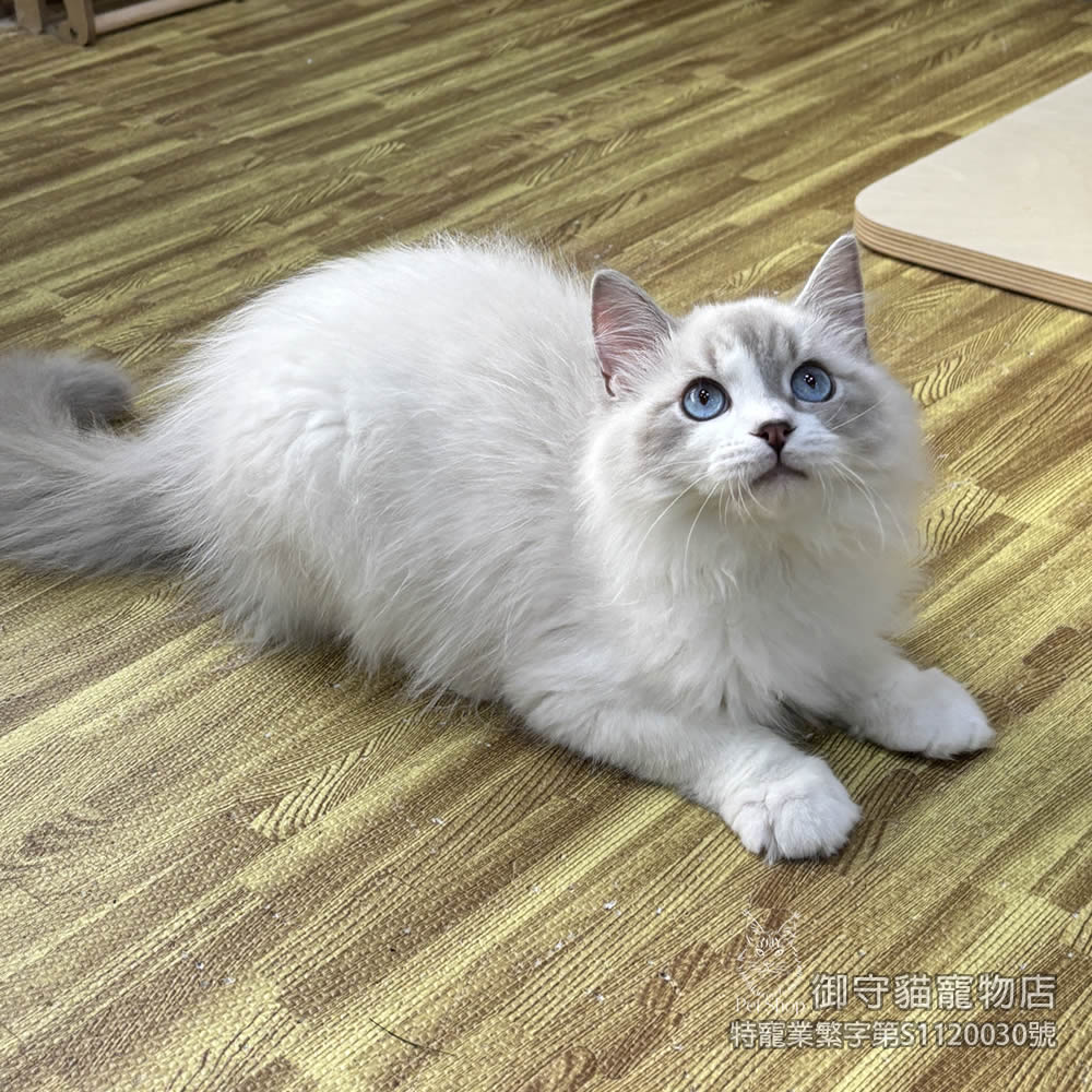 417藍山貓紋布偶貓弟弟 ​生日2025/8/13