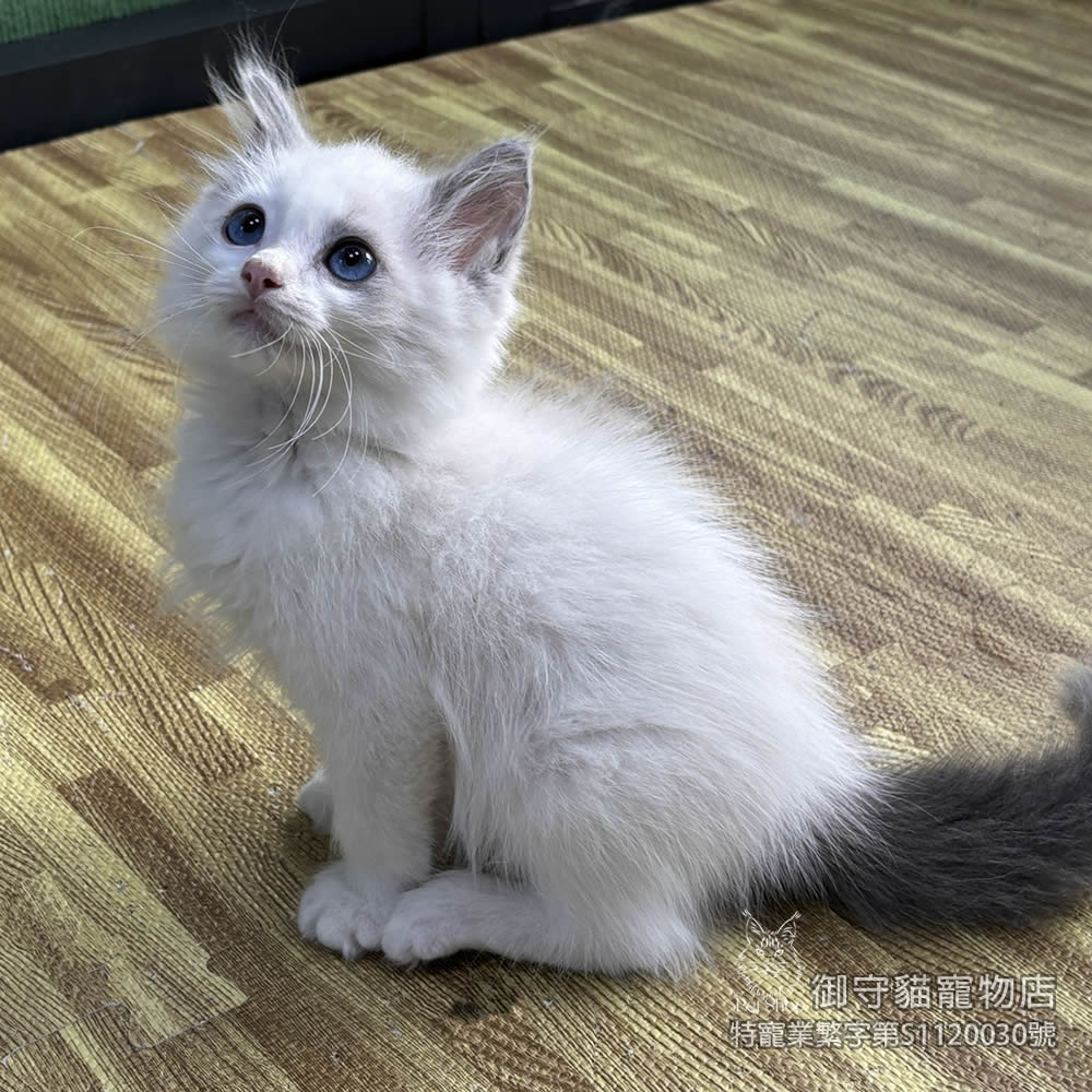 447藍雙布偶貓弟弟 ​生日2025/12/30