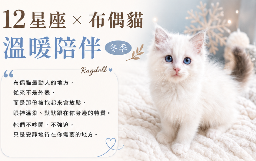 12星座X布偶貓溫暖陪伴(適合冬季星座)