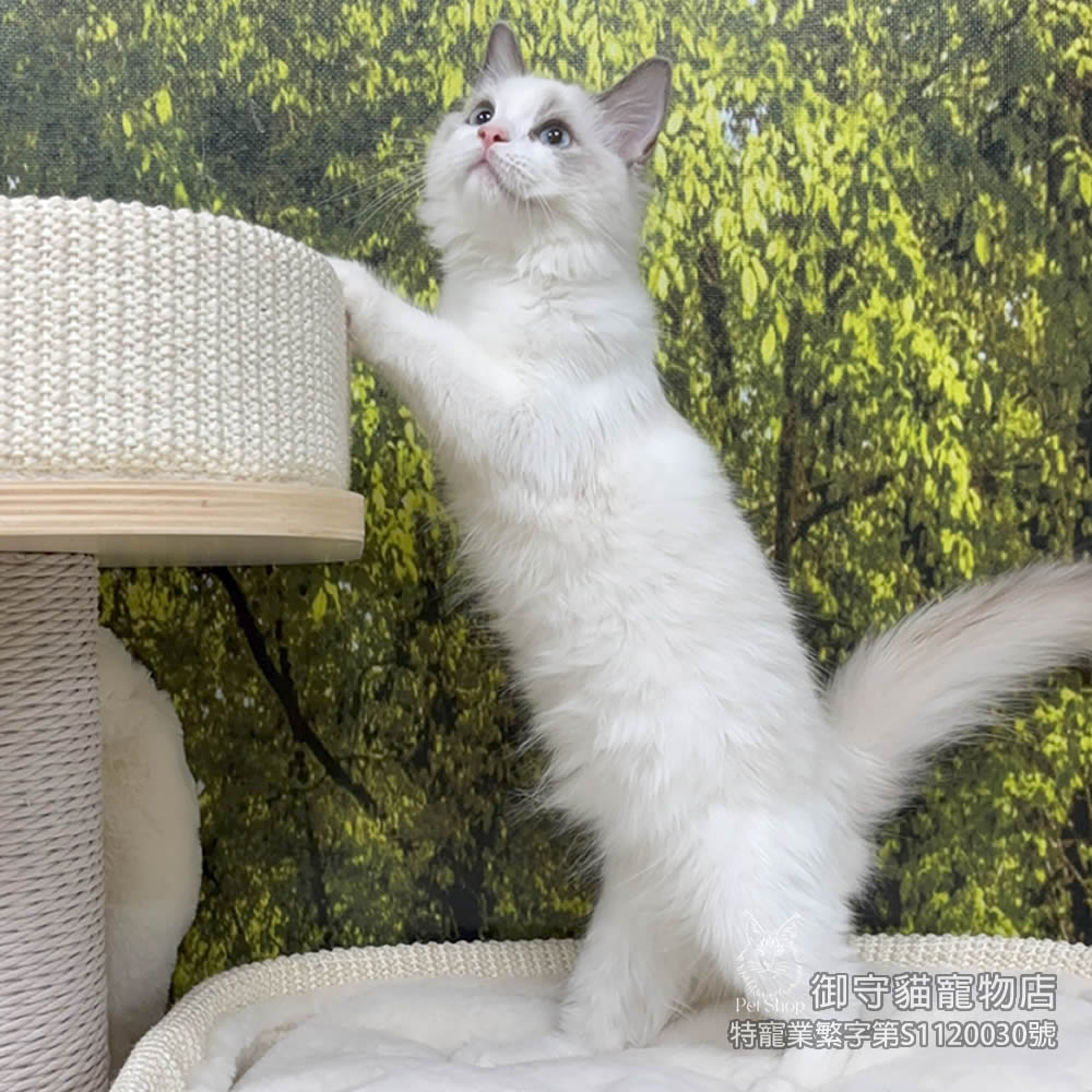 388藍雙色布偶貓妹妹 ​生日2025/7/6